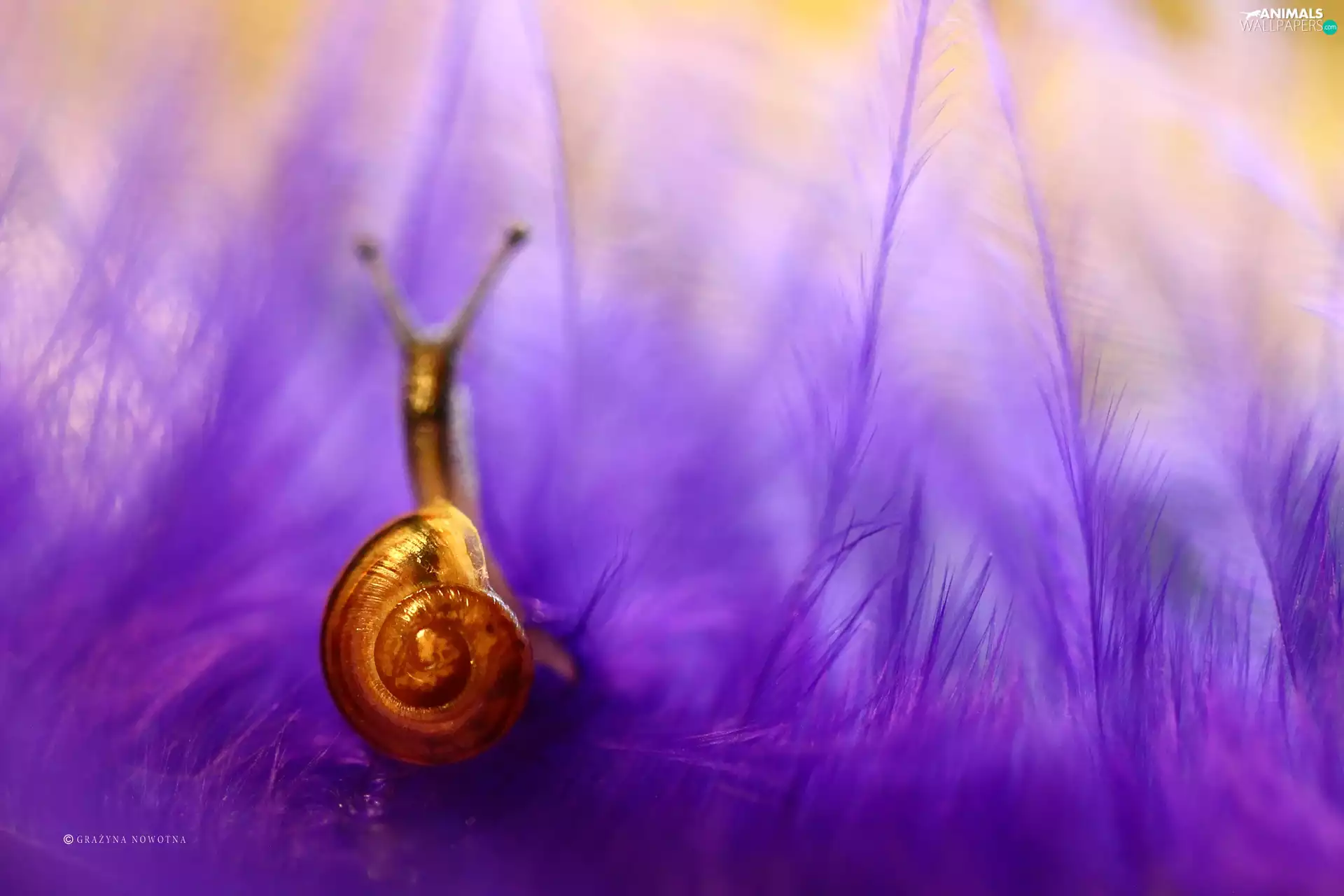 snail, purple, feather, shell