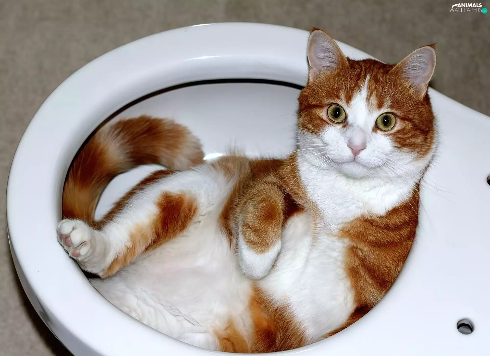 shell, cat, toilet