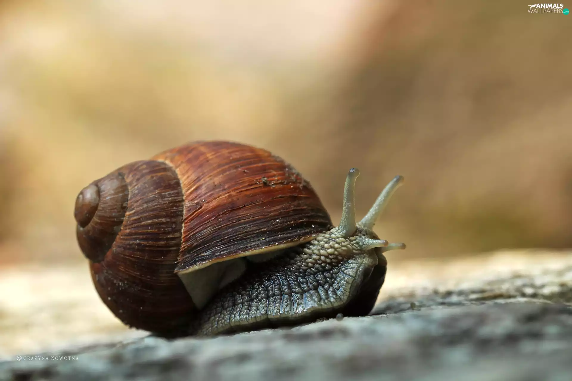 shell, snail, winniczek