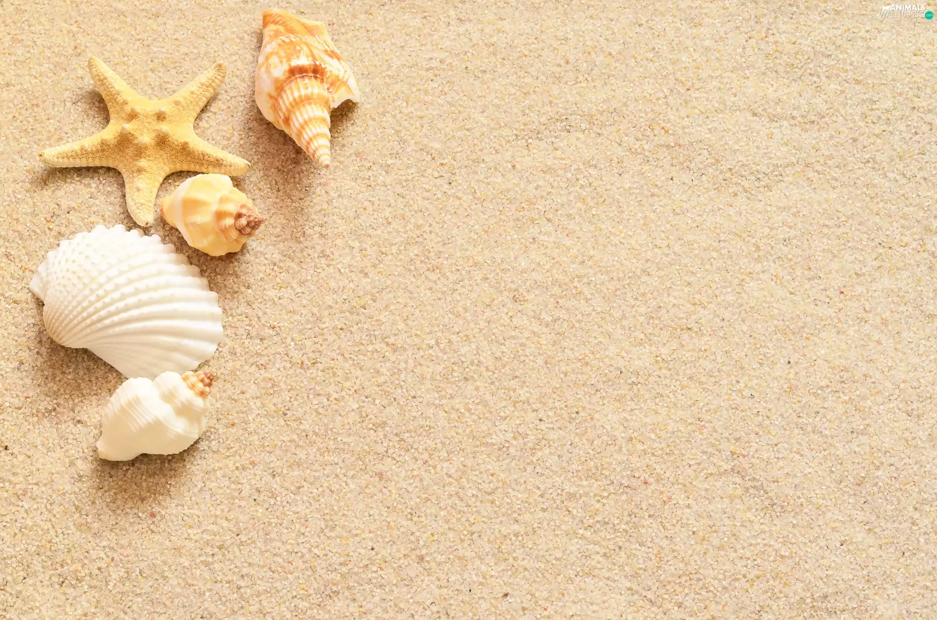 four, starfish, Sand, Shells