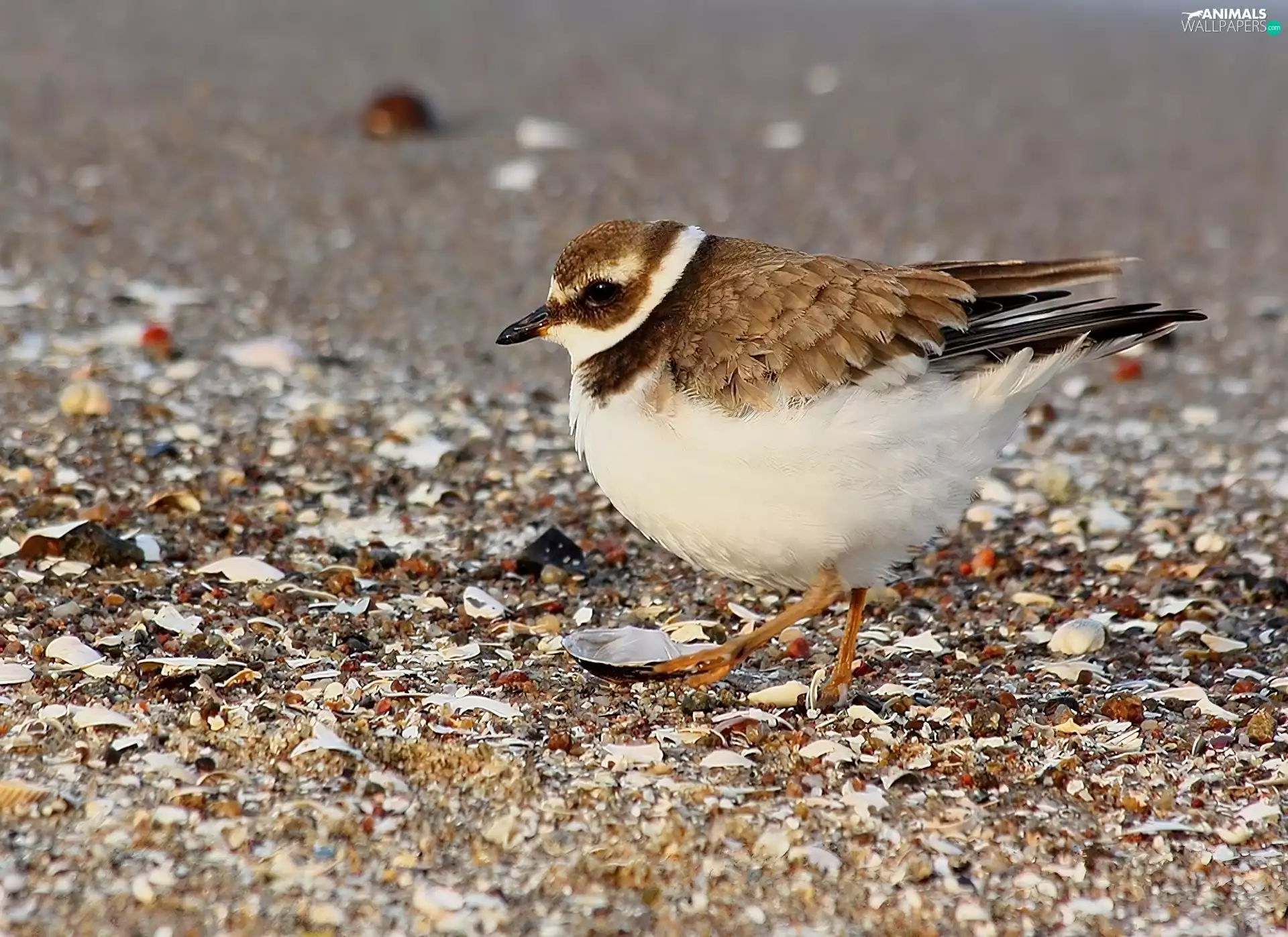 Shells, Bird, plover