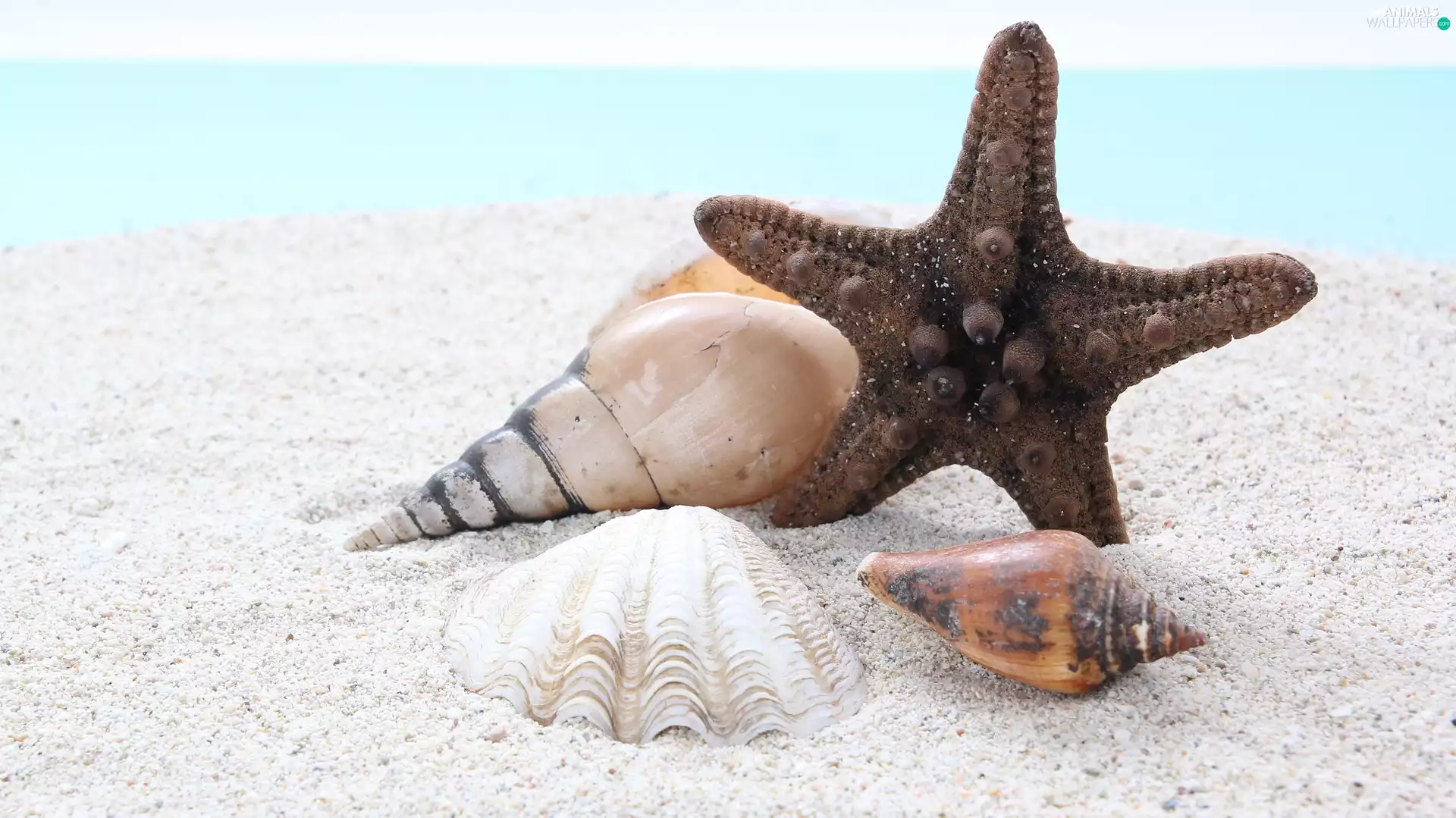 Sand, dark, starfish, Shells
