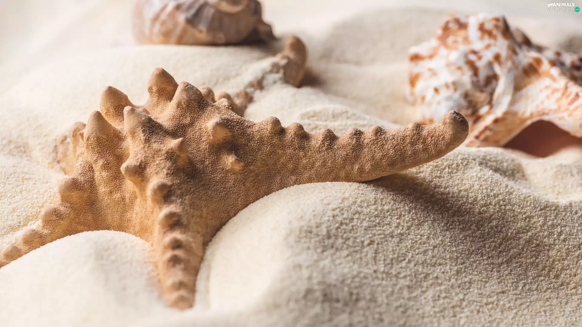 Shells, starfish, Sand