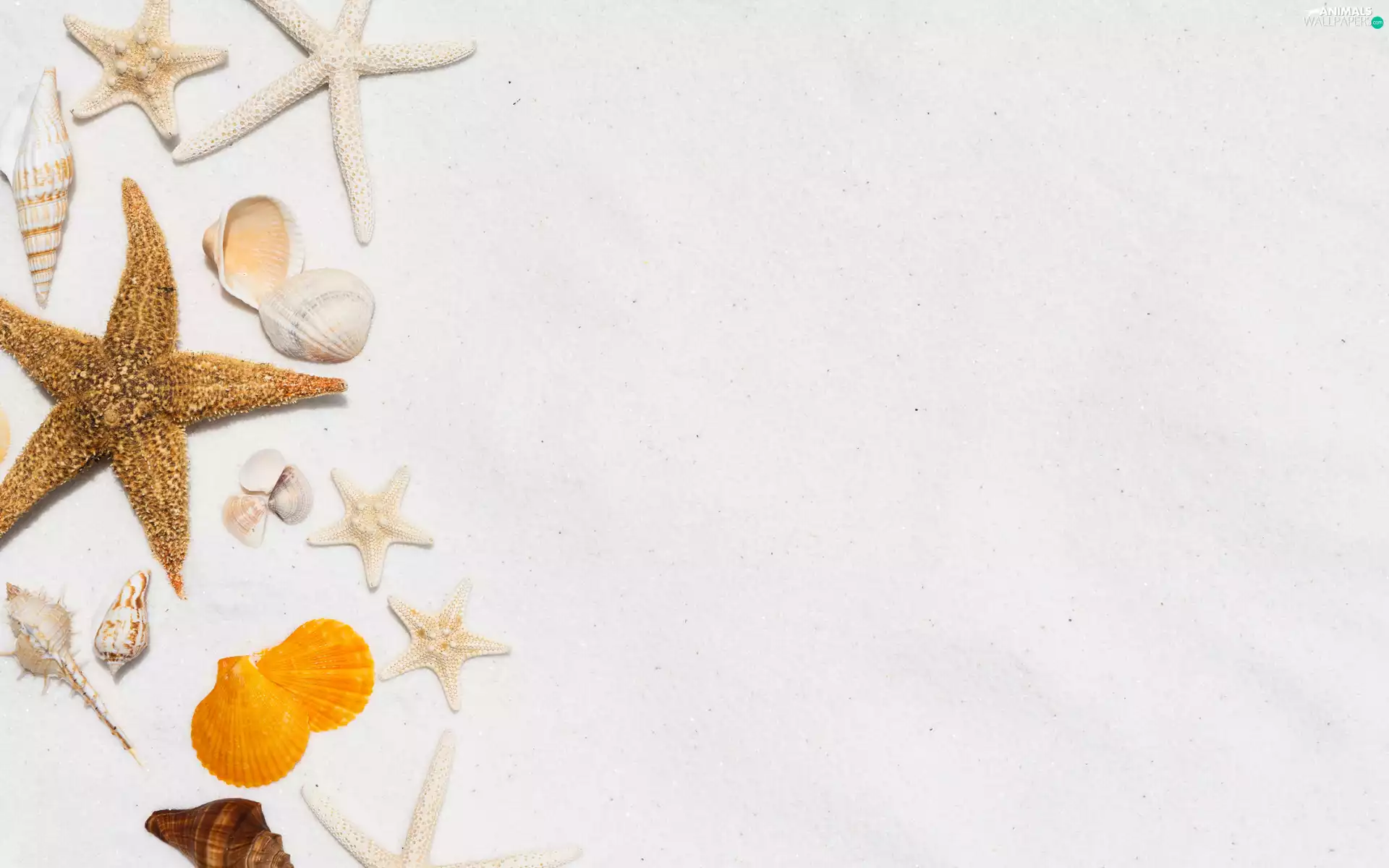 Shells, starfish, Sand, Shells