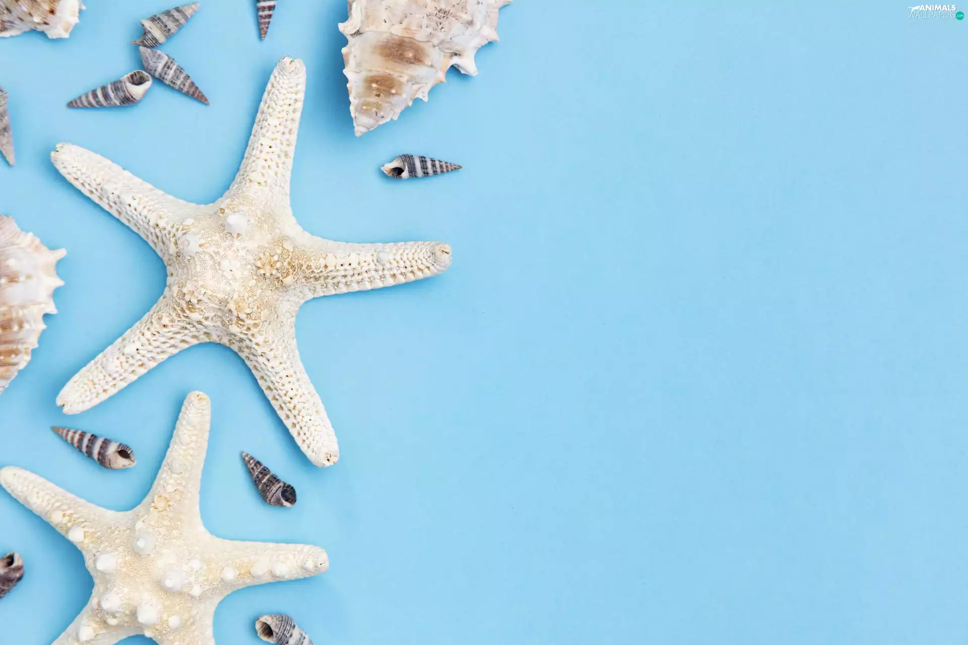 starfish, Blue, background, Shells