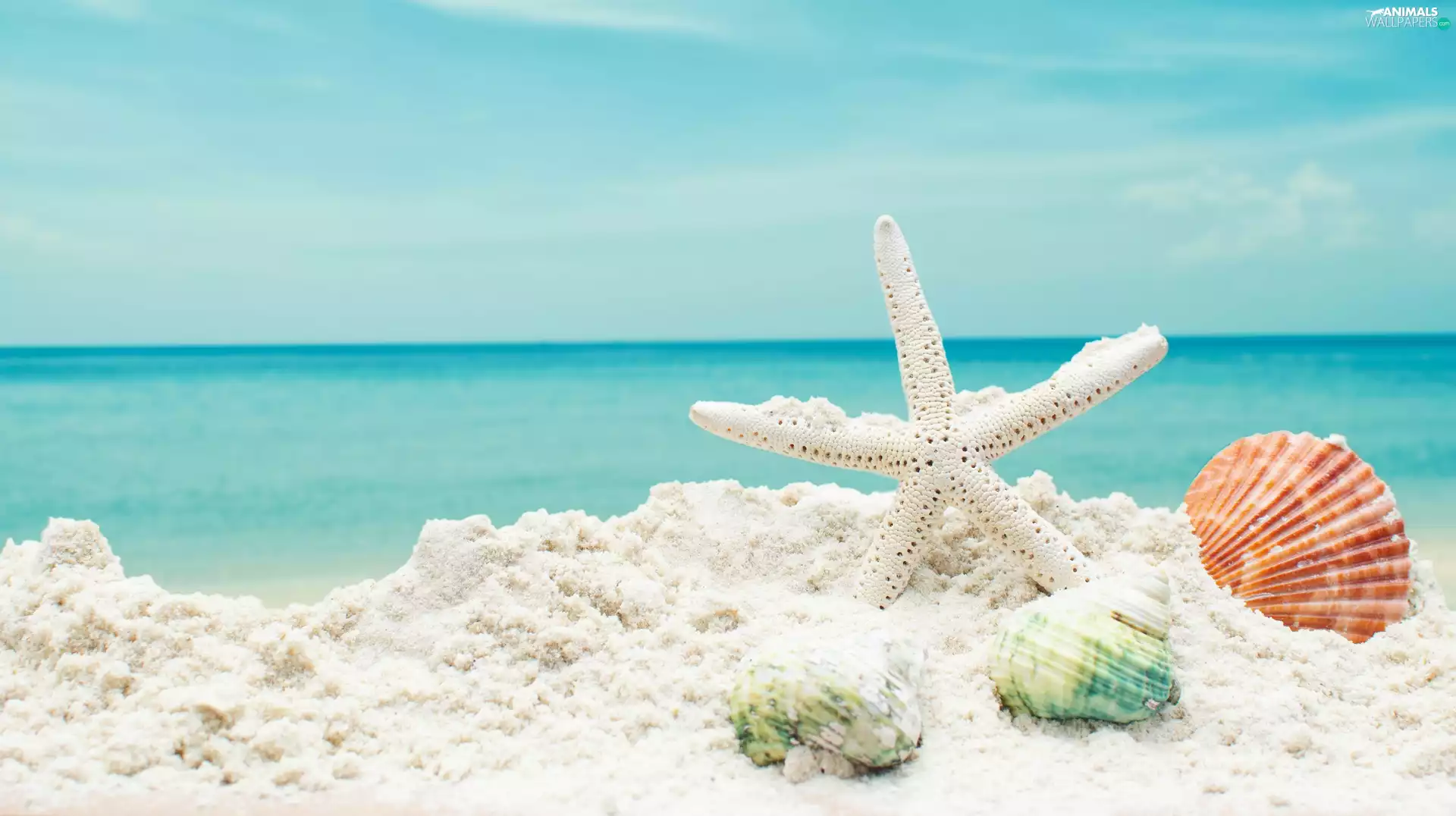 Shells, Sand, starfish