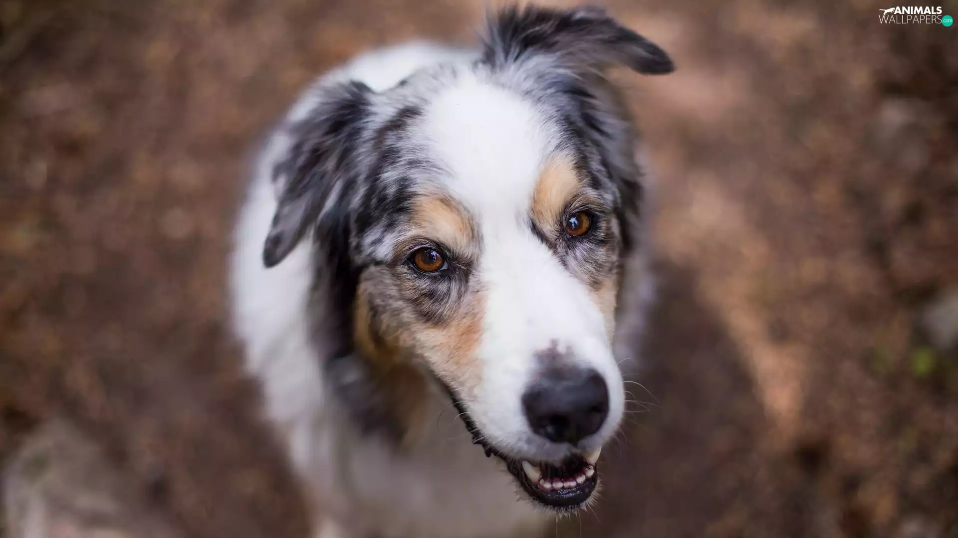 Australian Shepherd, Australian Shepherd