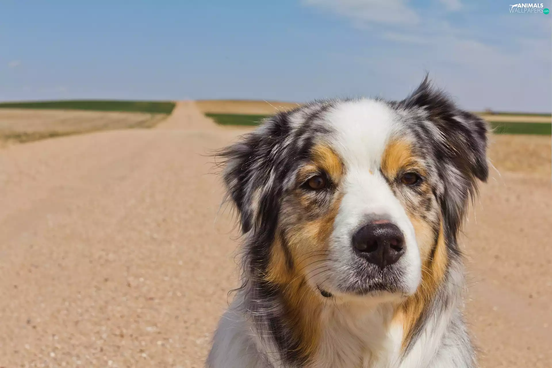 Australian Shepherd, Australian Shepherd