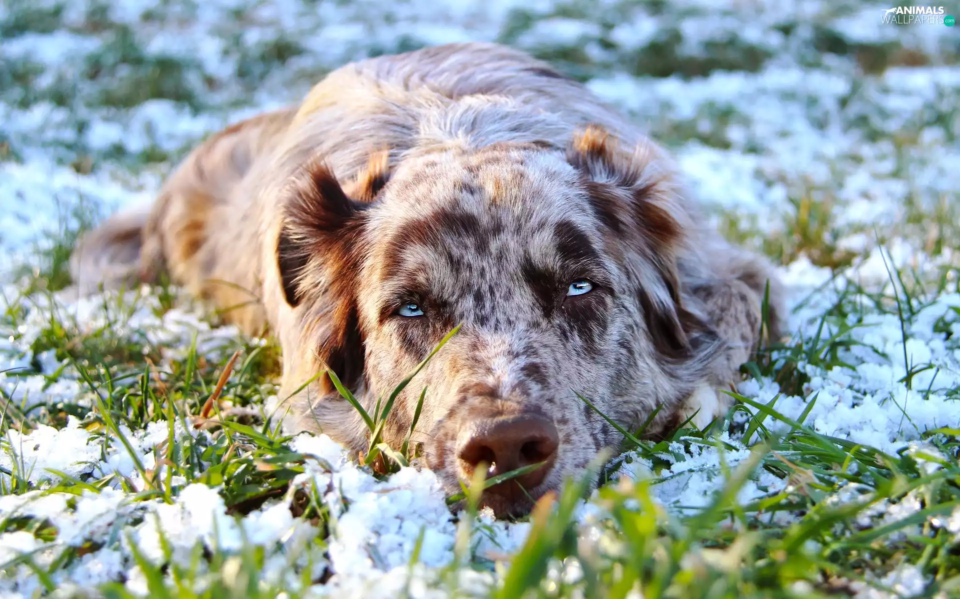 snow, grass, Australian Shepherd, Australian Shepherd, lying