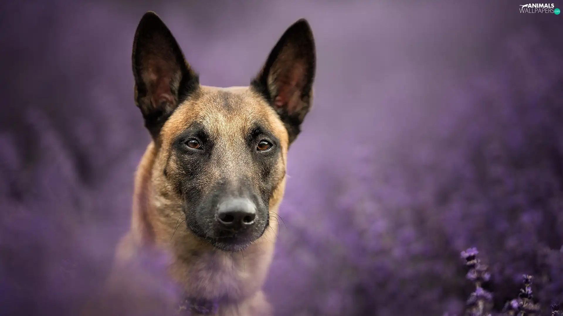 fuzzy, background, Belgian Shepherd Malinois, muzzle, dog