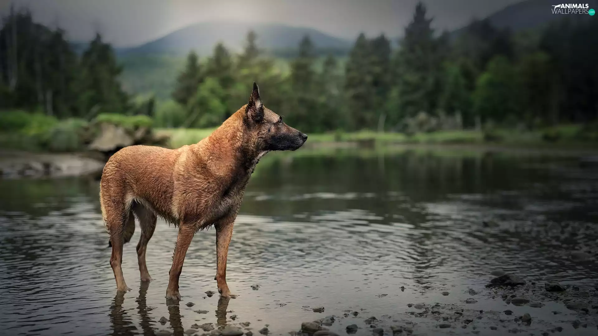 fuzzy, forest, Belgian Shepherd Malinois, River, dog