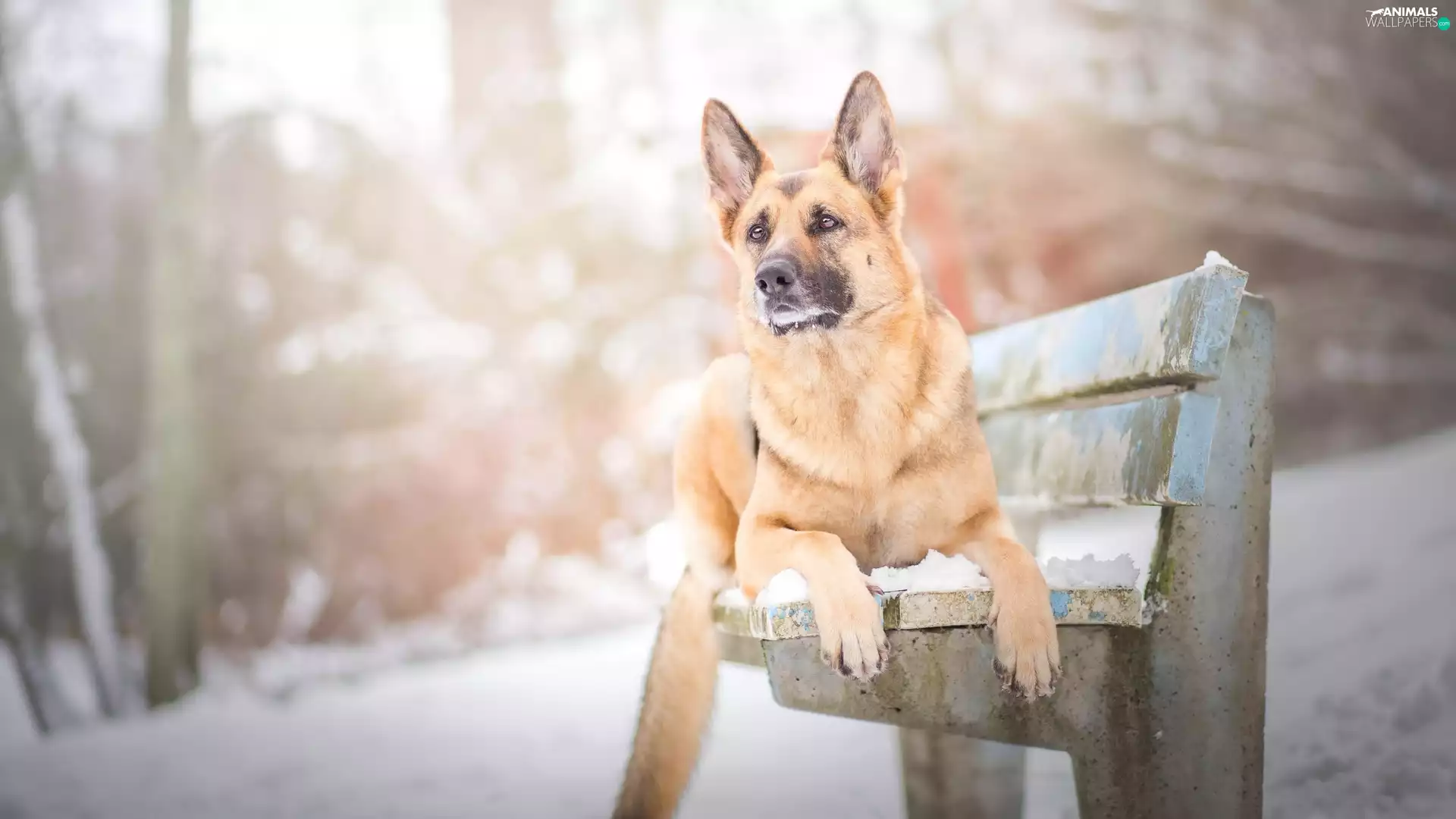 Bench, dog, German Shepherd