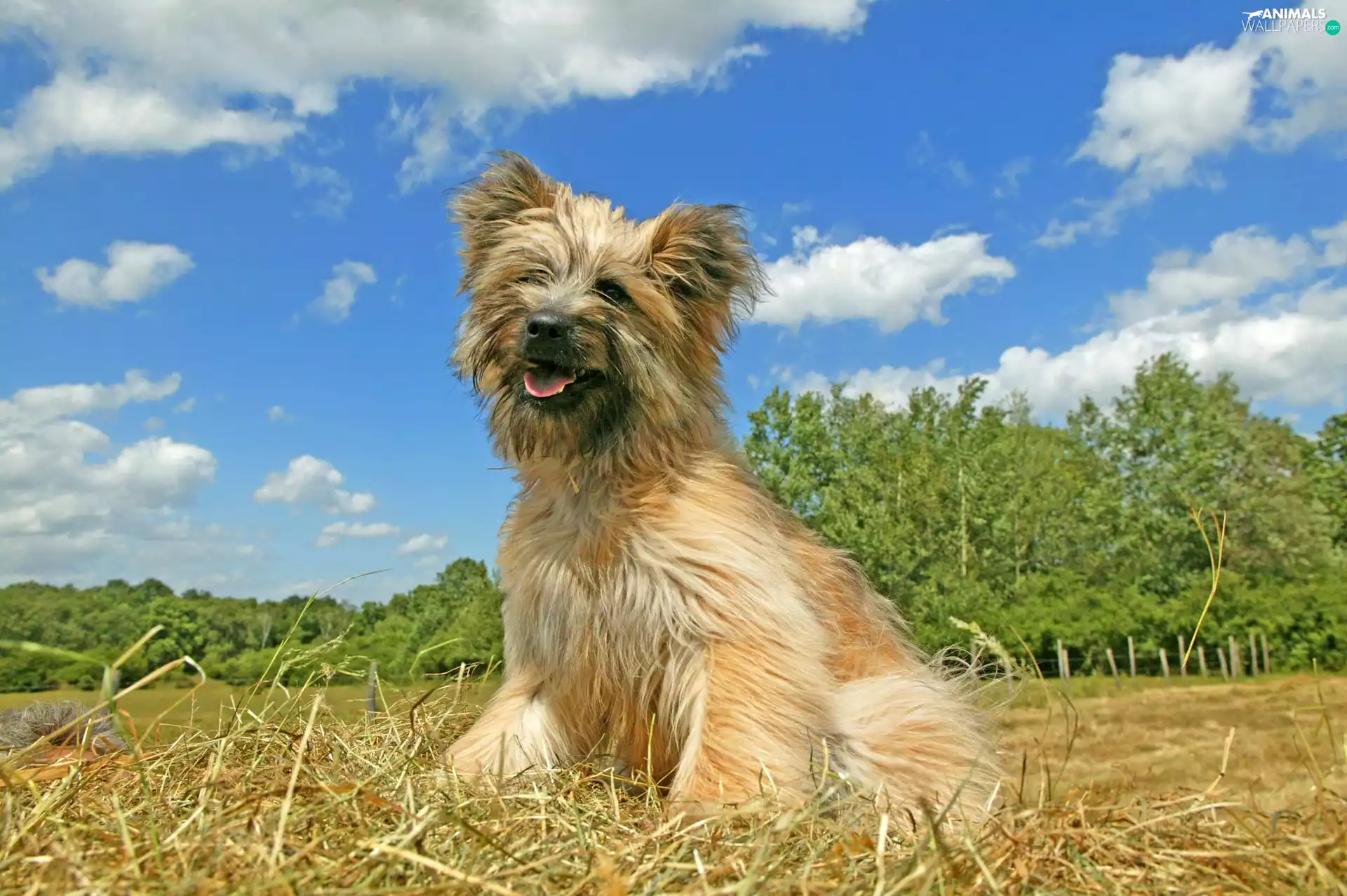 Sky, clouds, Berger des Pyrénées, Blue, Pyrenean Shepherd