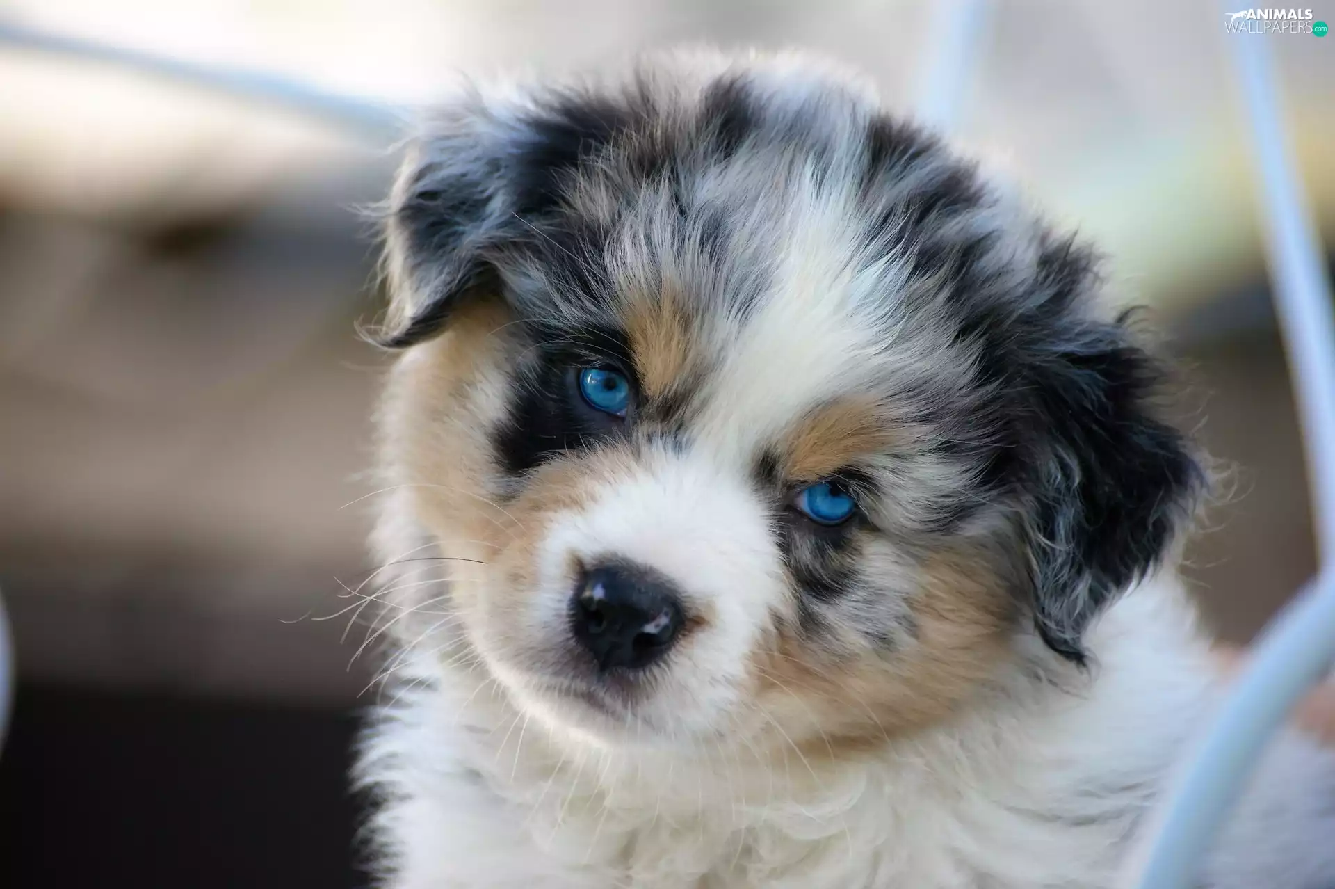 Australian Shepherd, Blue, Eyes, Puppy