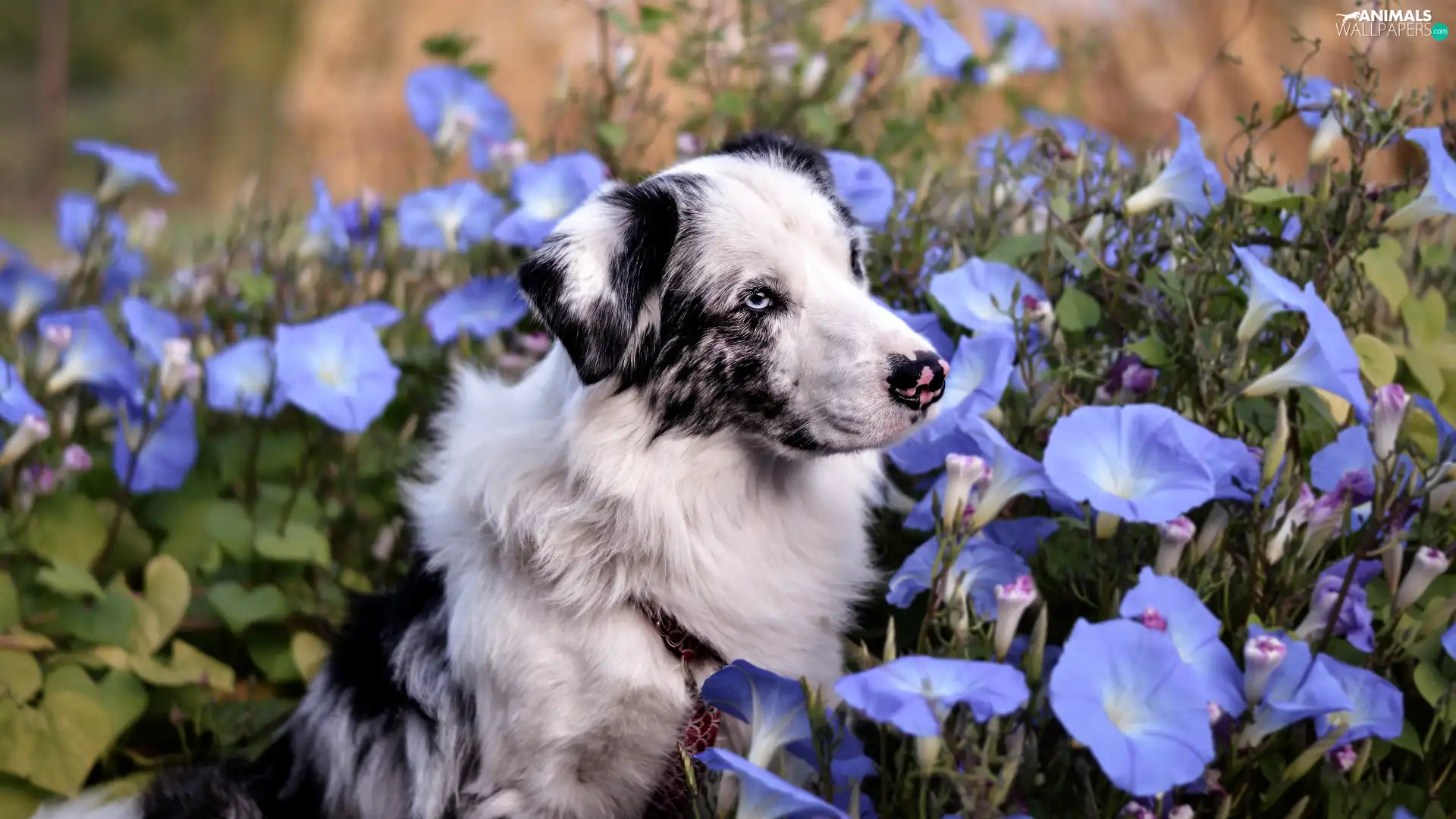 blue, bindweed, Australian Shepherd, Flowers, dog