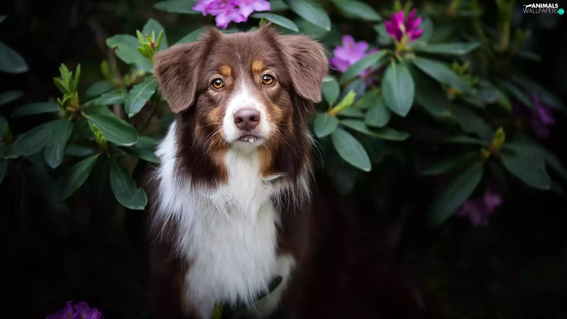 Bush, Flowers, Australian Shepherd, muzzle, dog