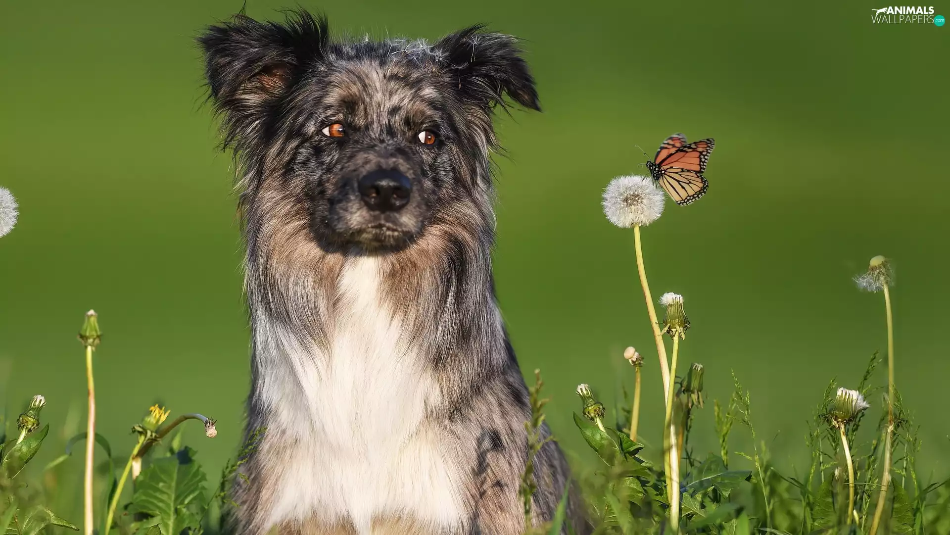 dandelion, butterfly, Australian Shepherd, Flowers, dog