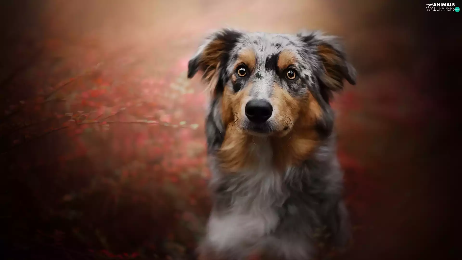 fuzzy, background, Australian Shepherd, muzzle, dog