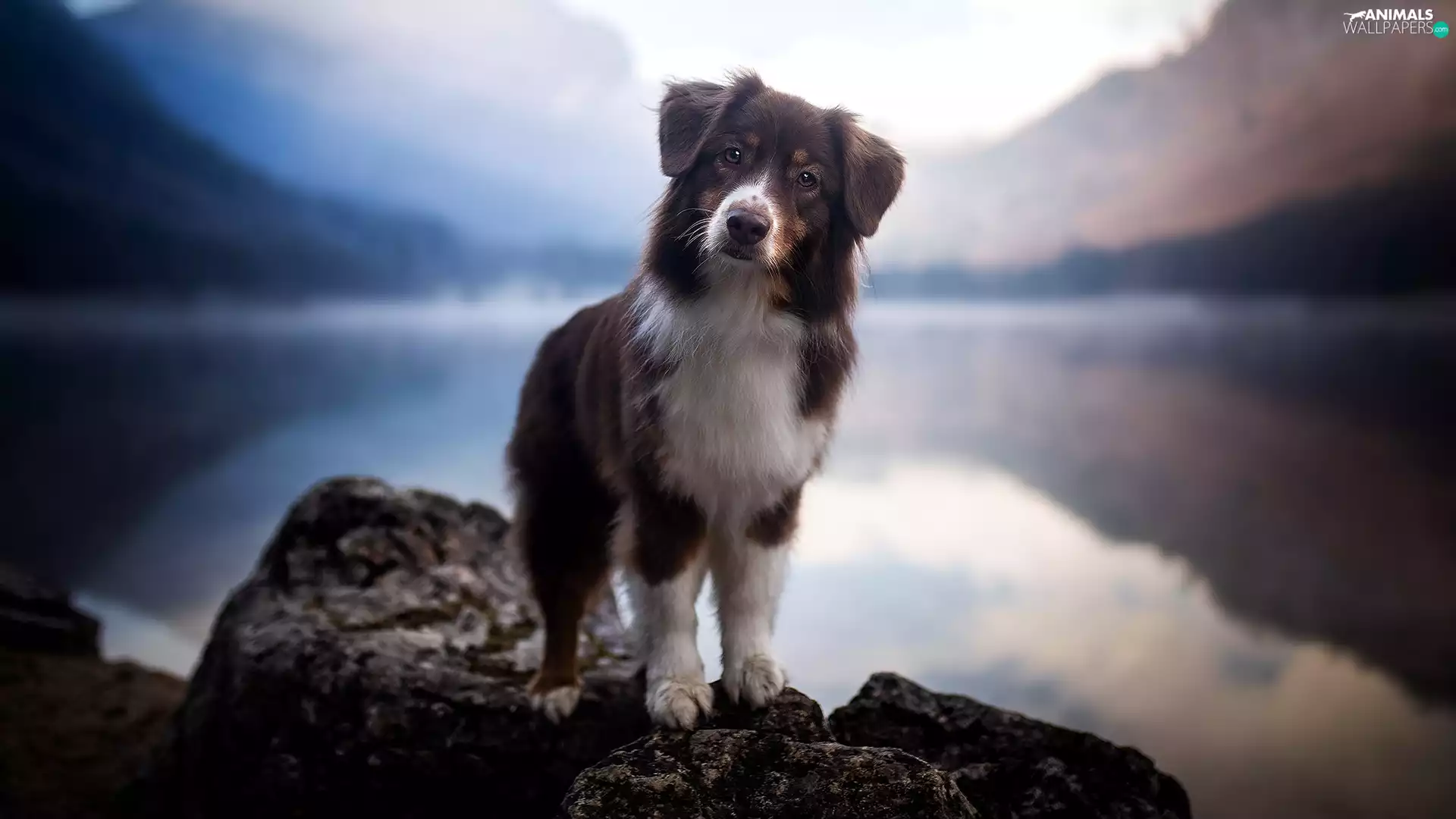 fuzzy, background, Australian Shepherd, Stone, dog