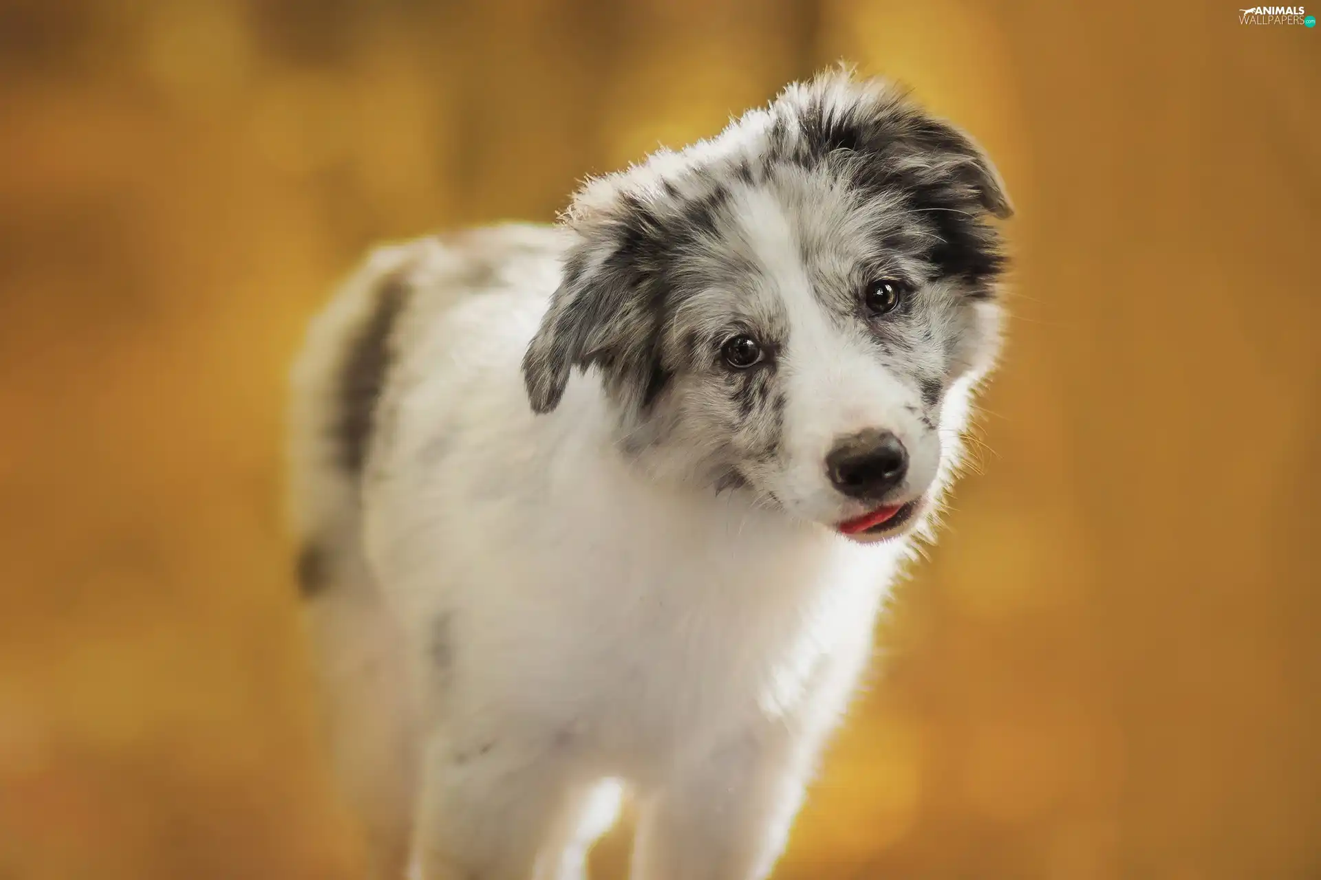 Grey-White, Australian Shepherd, Puppy, dog