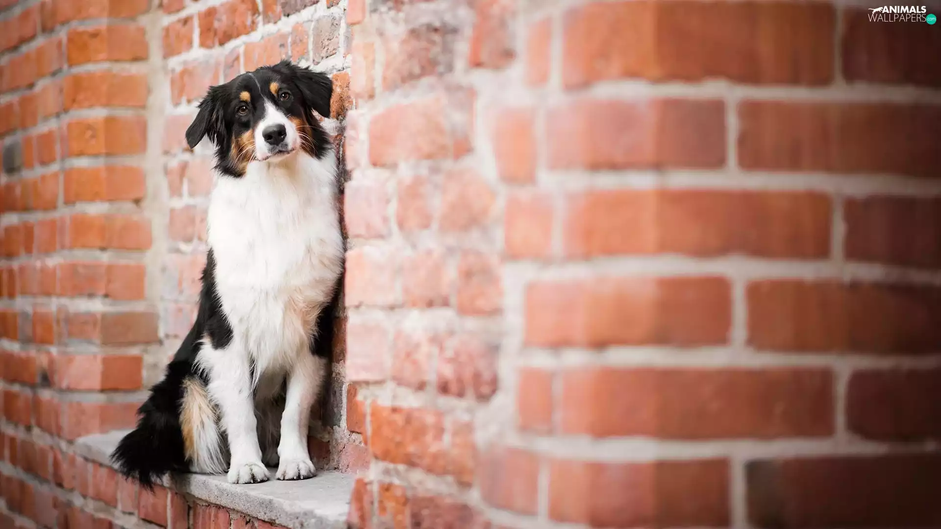 ledge, brick, Australian Shepherd, wall, dog