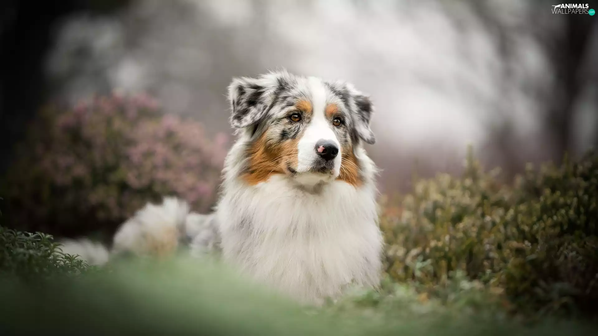 Plants, Bokeh, Australian Shepherd, muzzle, dog