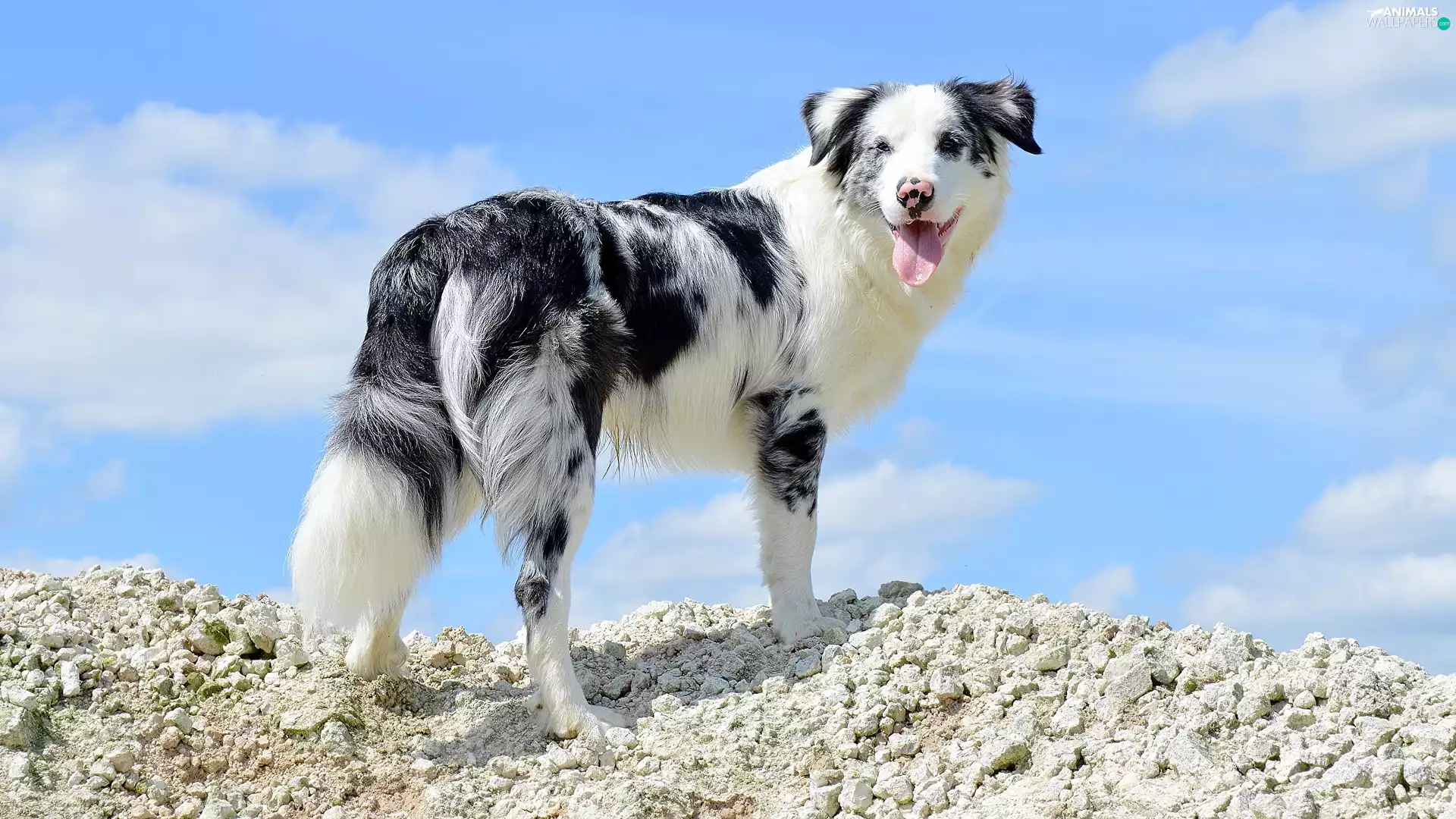 Stones, Sky, Australian Shepherd, scarp, dog