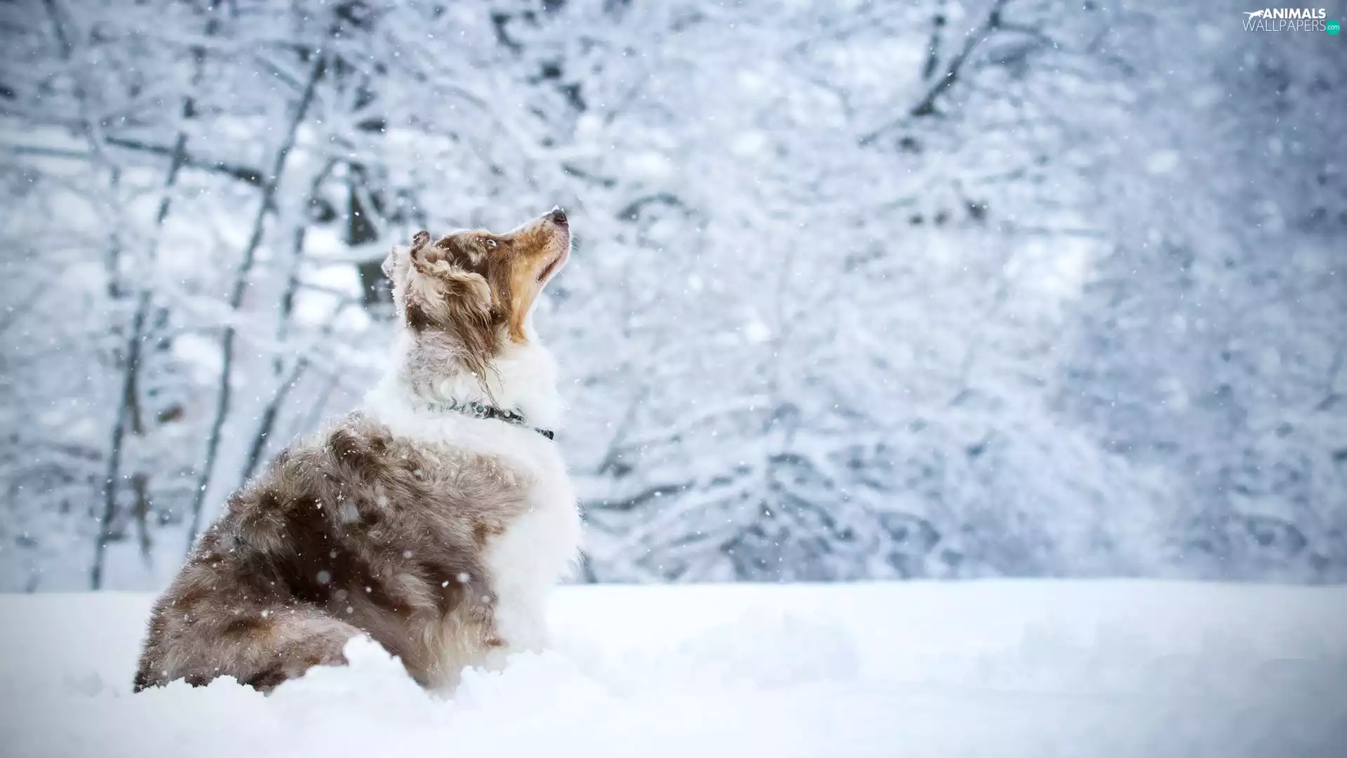viewes, snow, Australian Shepherd, trees, dog