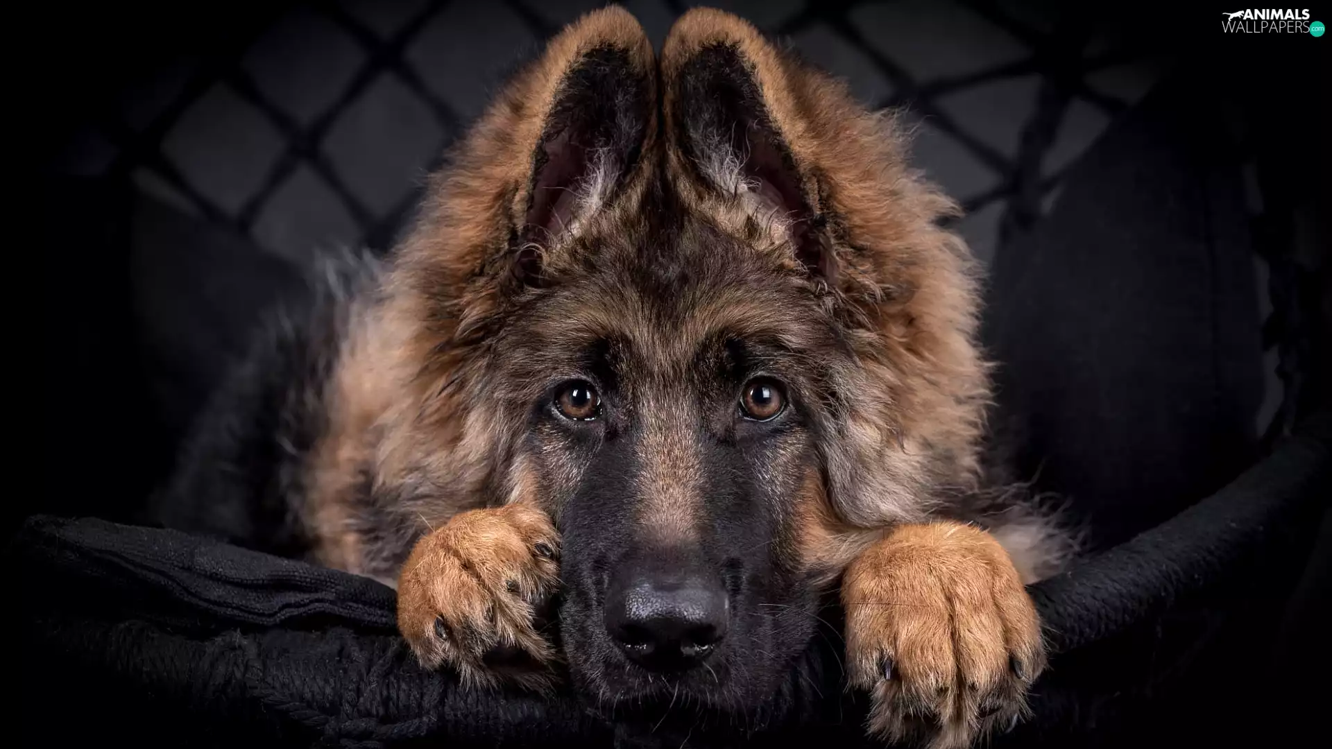 dog, Puppy, German Shepherd
