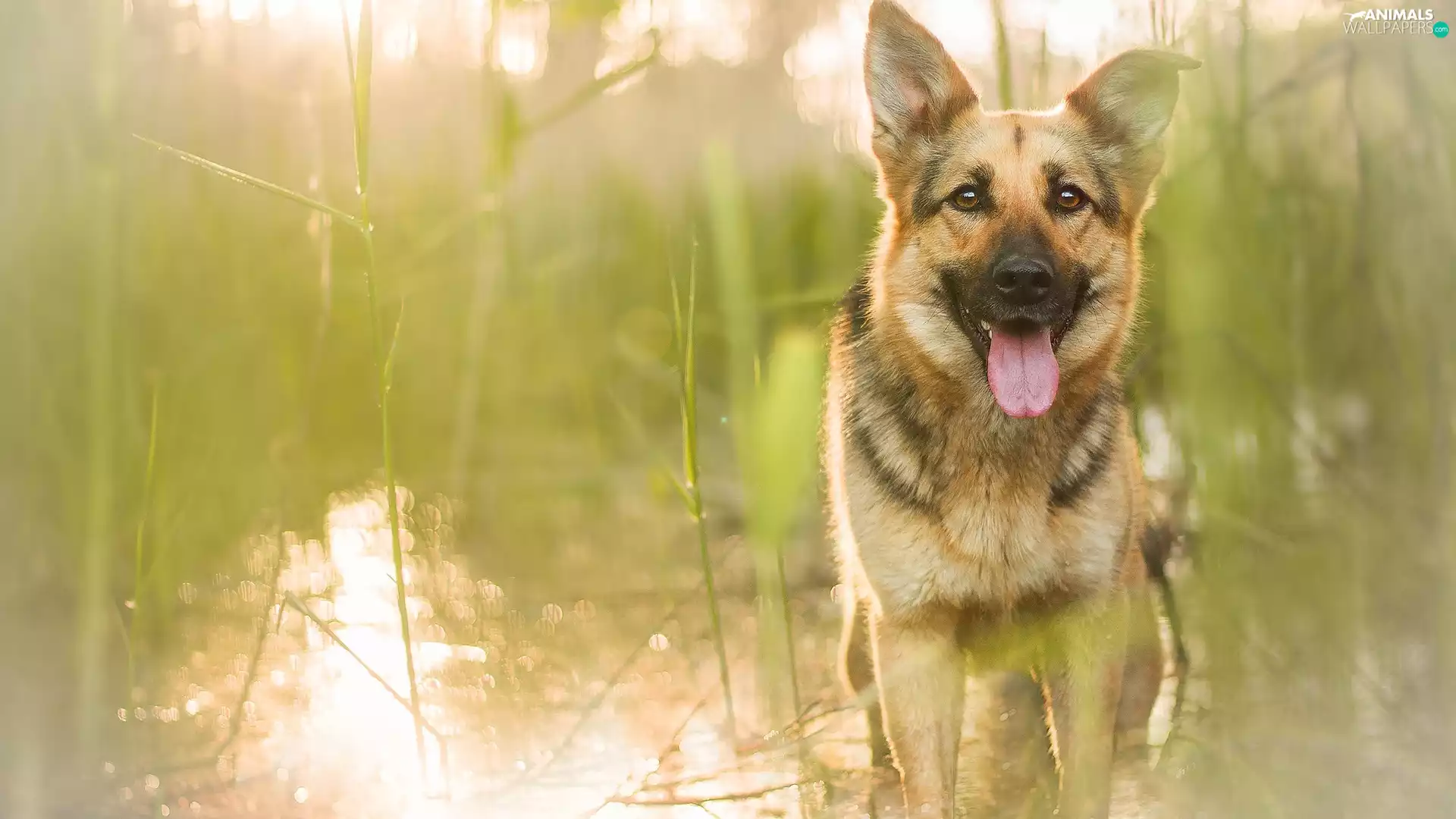 scrub, grass, German Shepherd, water, dog