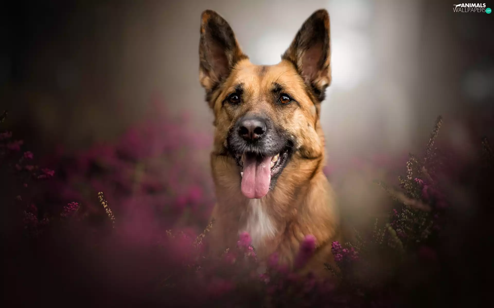 Tounge, heathers, German Shepherd, muzzle, dog