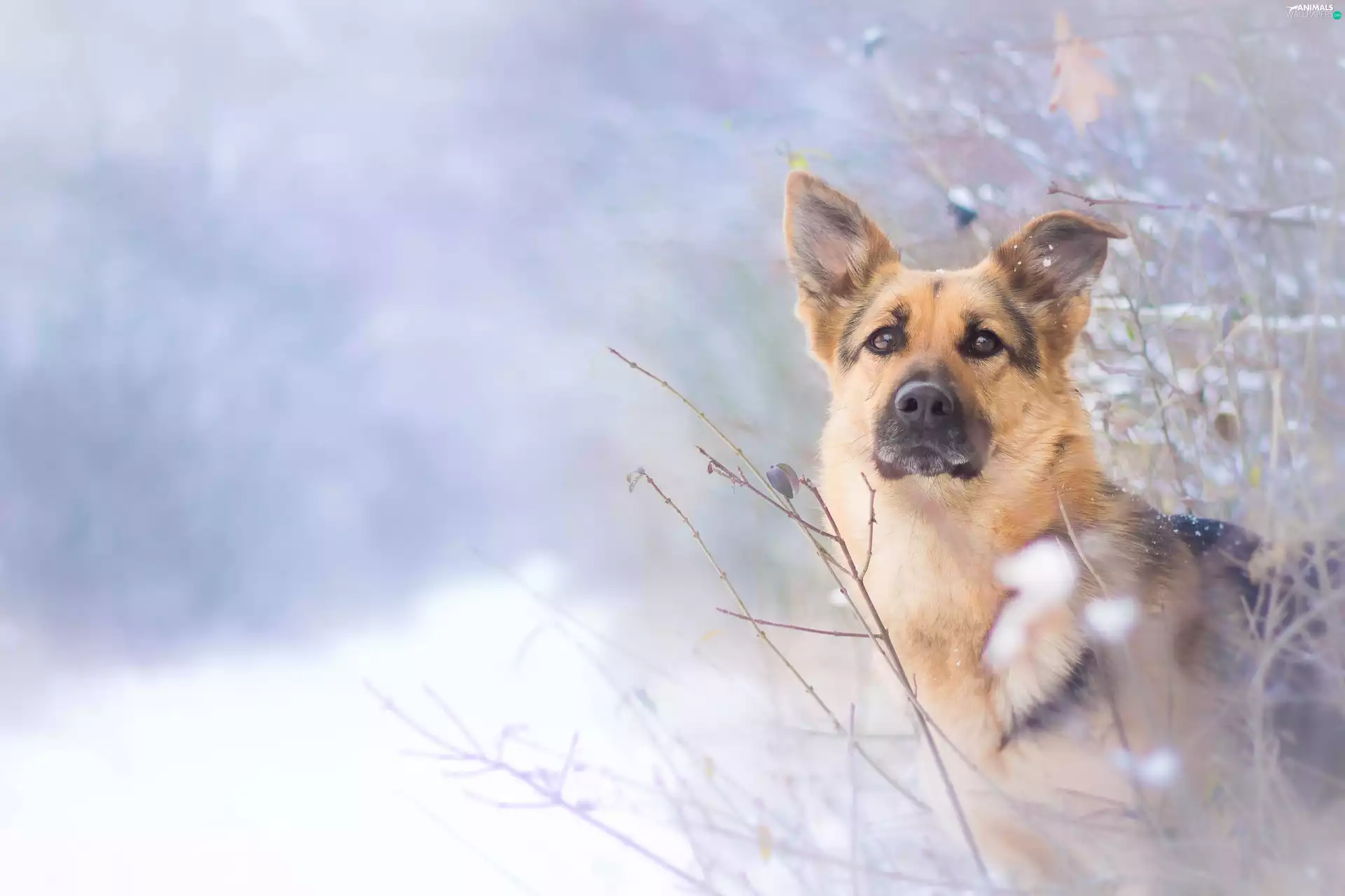 dog, Winter German Shepherd