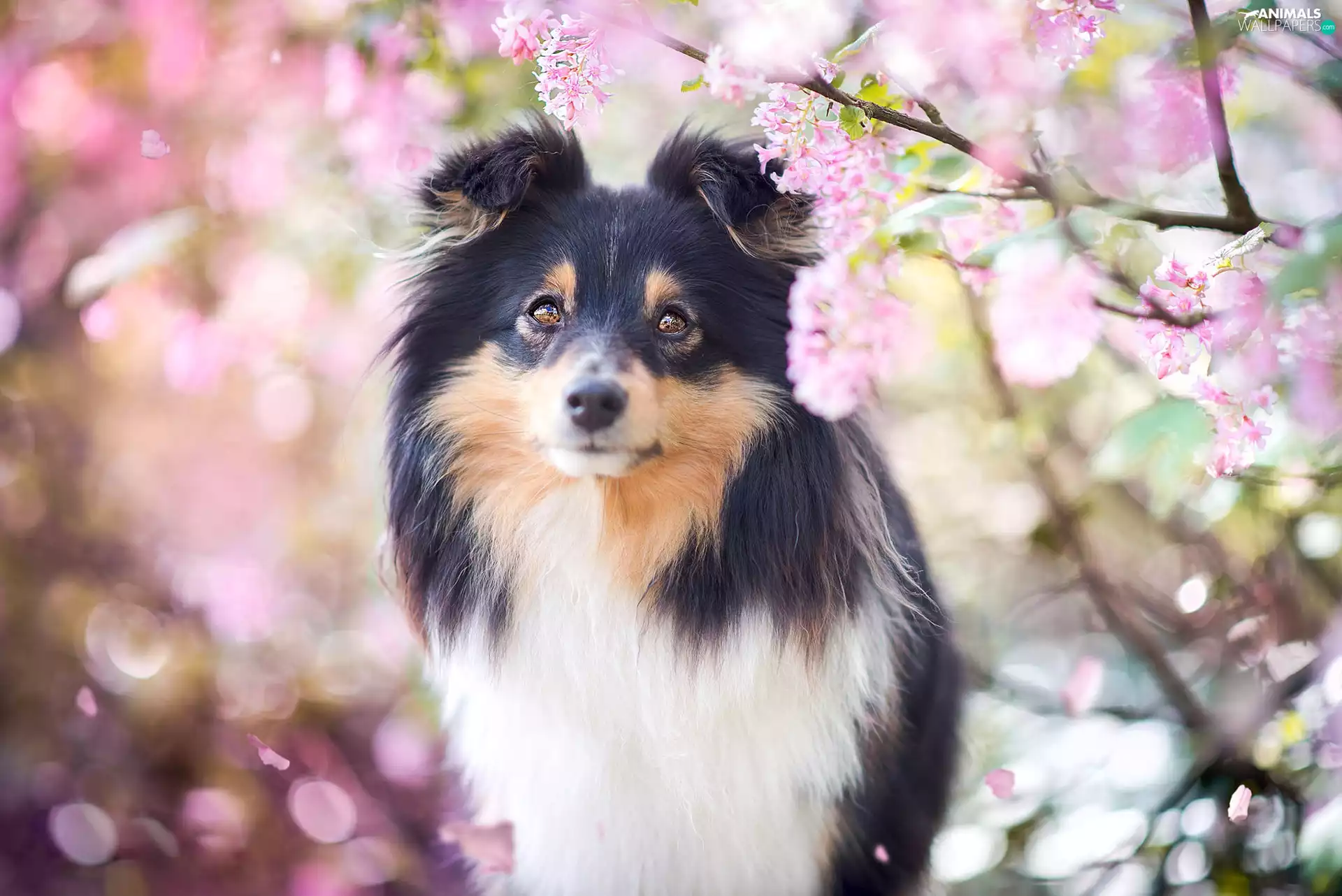 Pink, Flowers, Scottish Shepherd, Twigs, dog