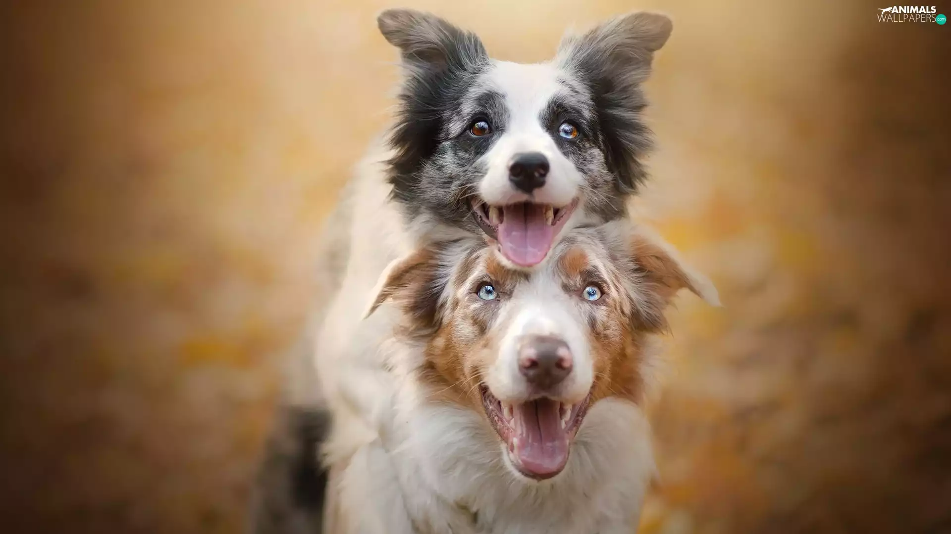Australian Shepherd, Dogs, Border Collie