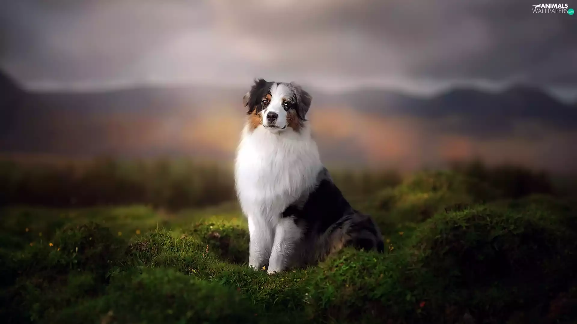 figure, dog, Australian Shepherd