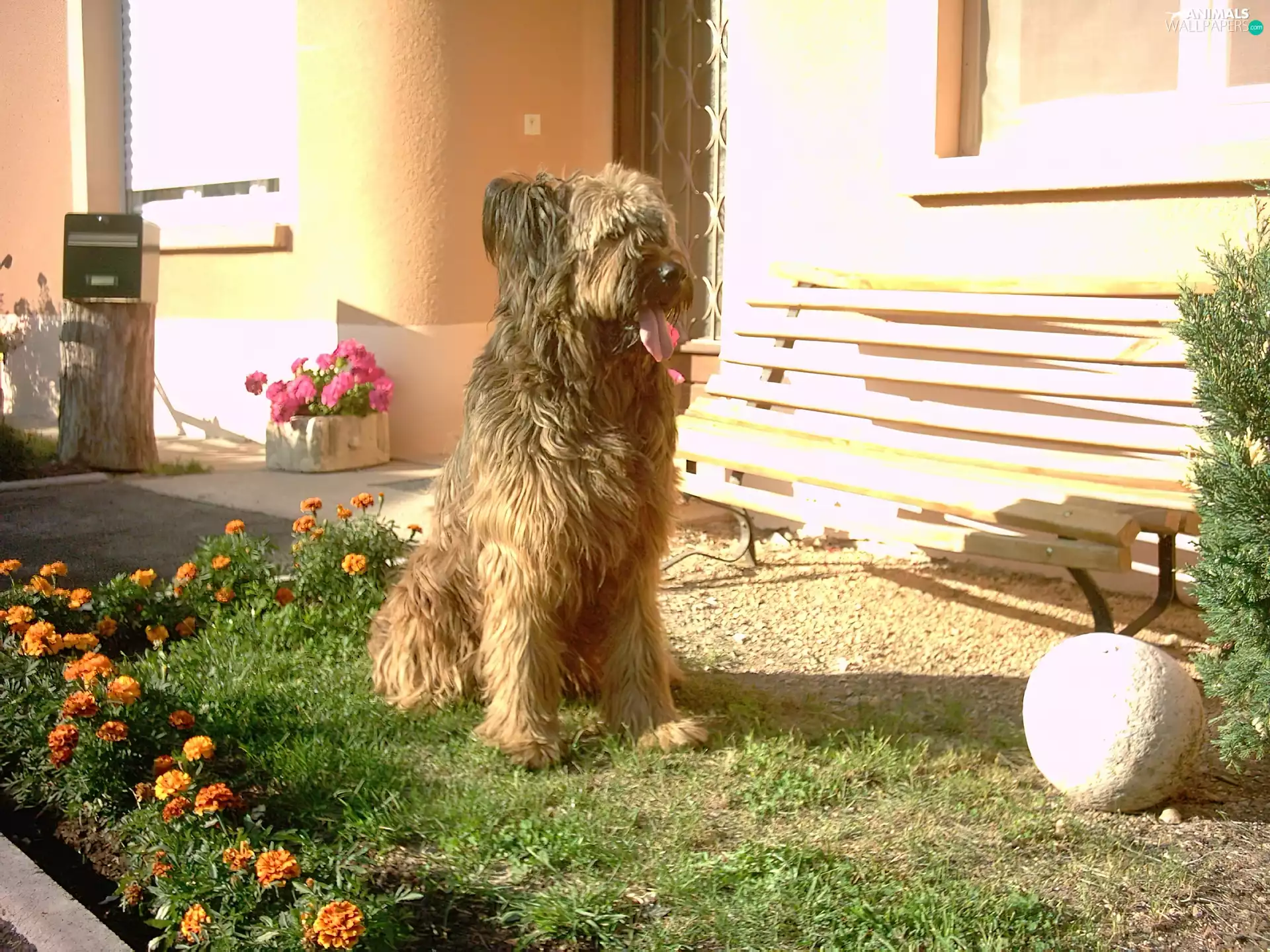 Flowers, Shepherd French Briard, Bench