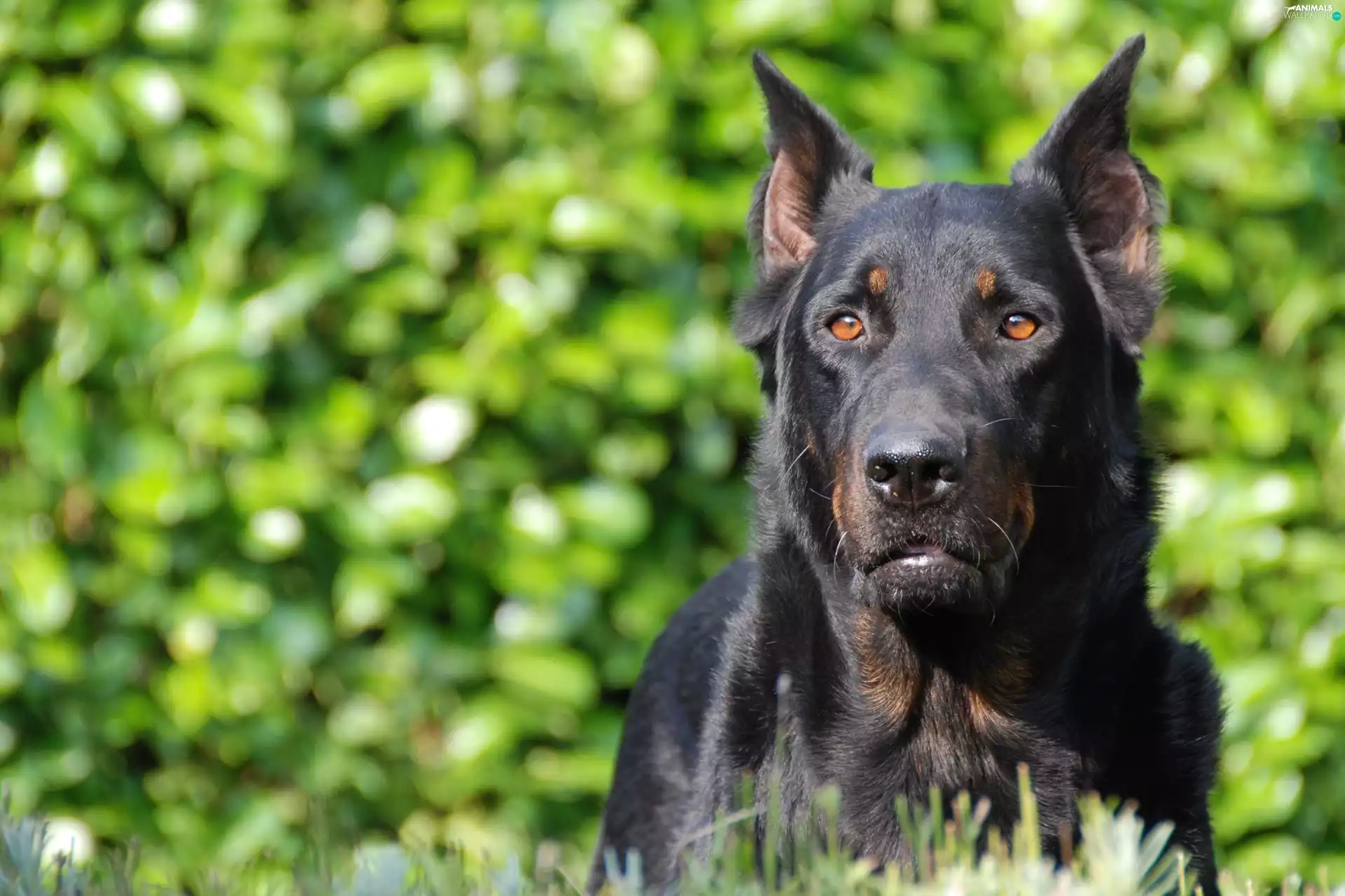 Eyes, Shepherd French Beauceron, Brown