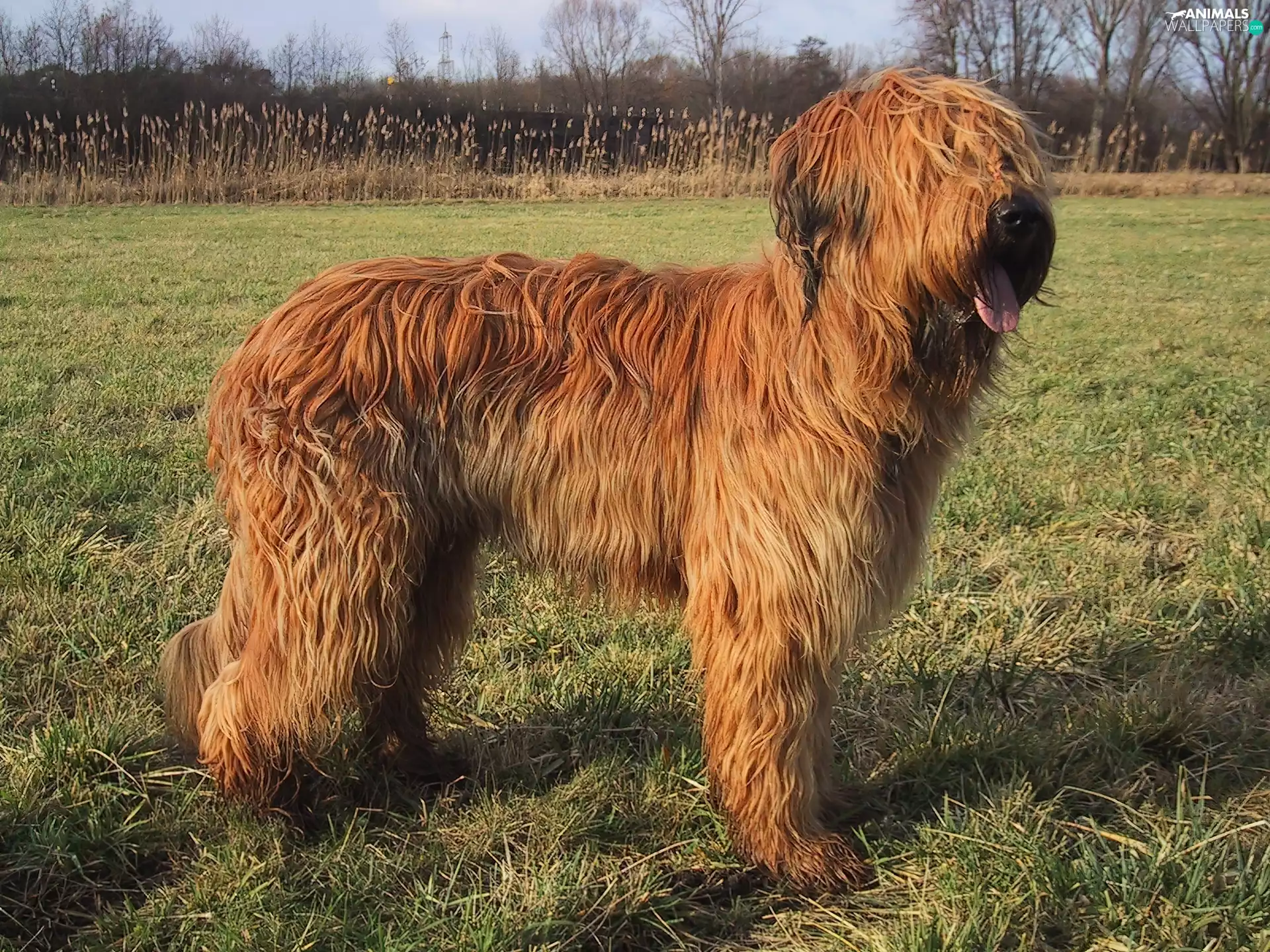 coat, Shepherd French Briard, fawn