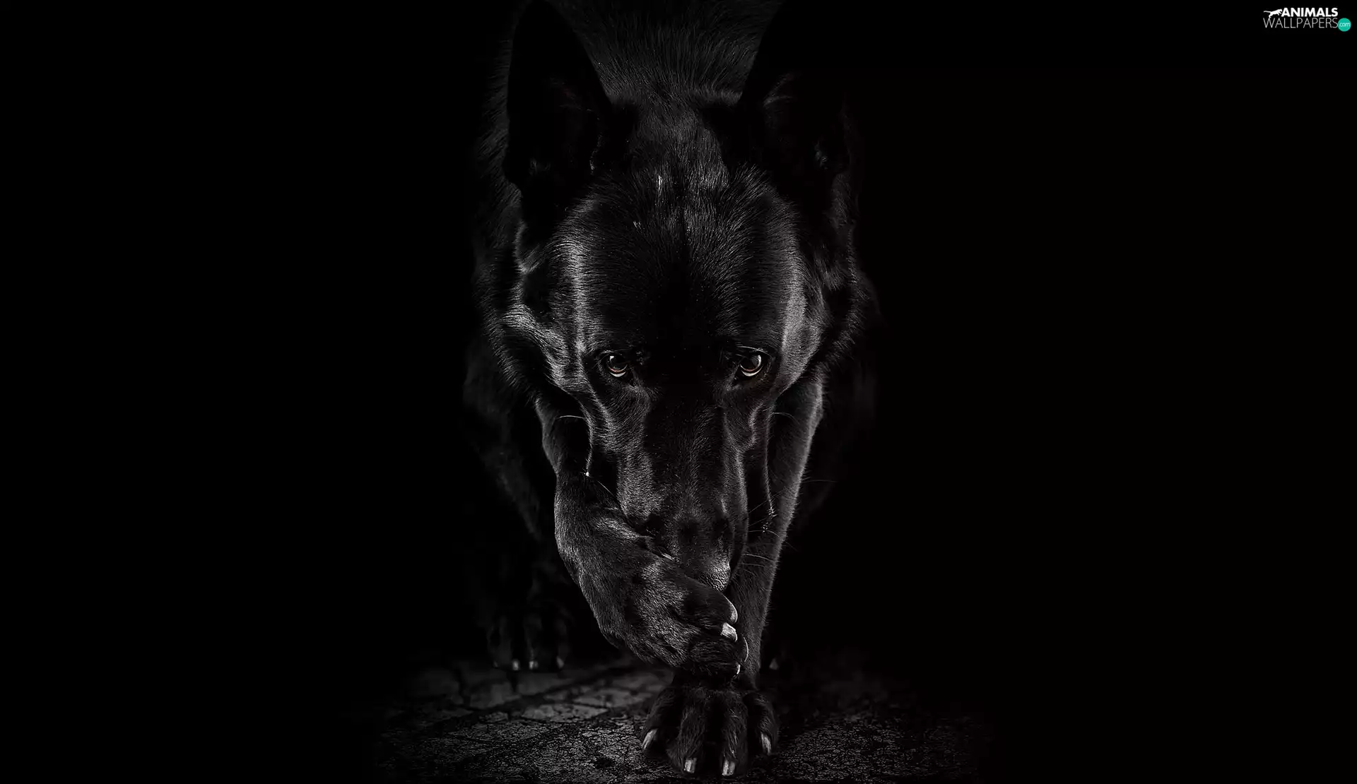 Black, Black German Shepherd, black background, dog