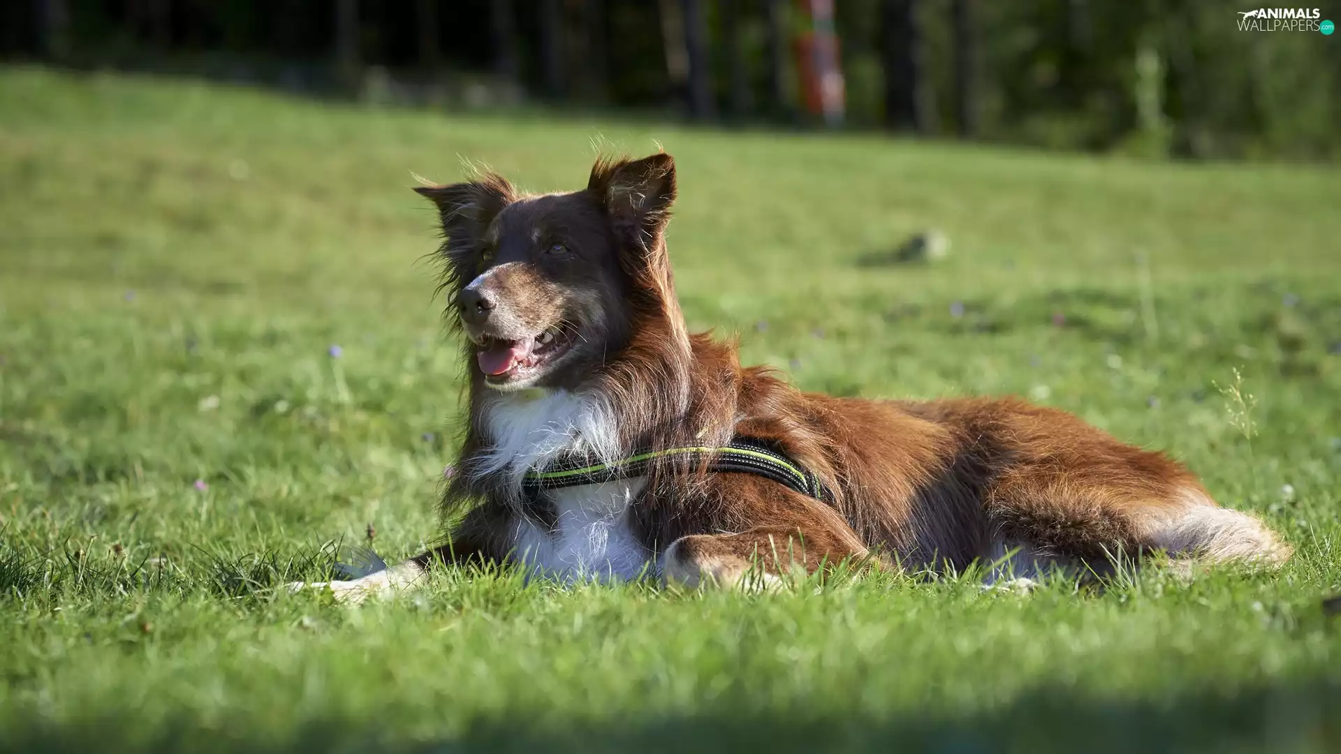 grass, dog, Australian Shepherd
