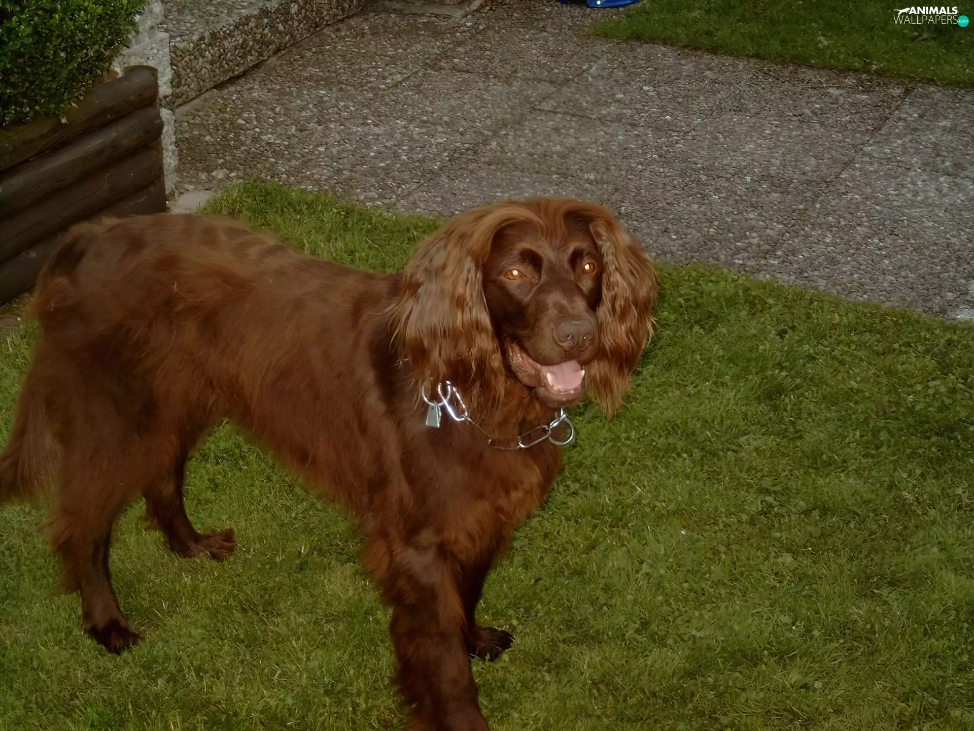 Pavement, Pointer German Shepherd Dog, grass