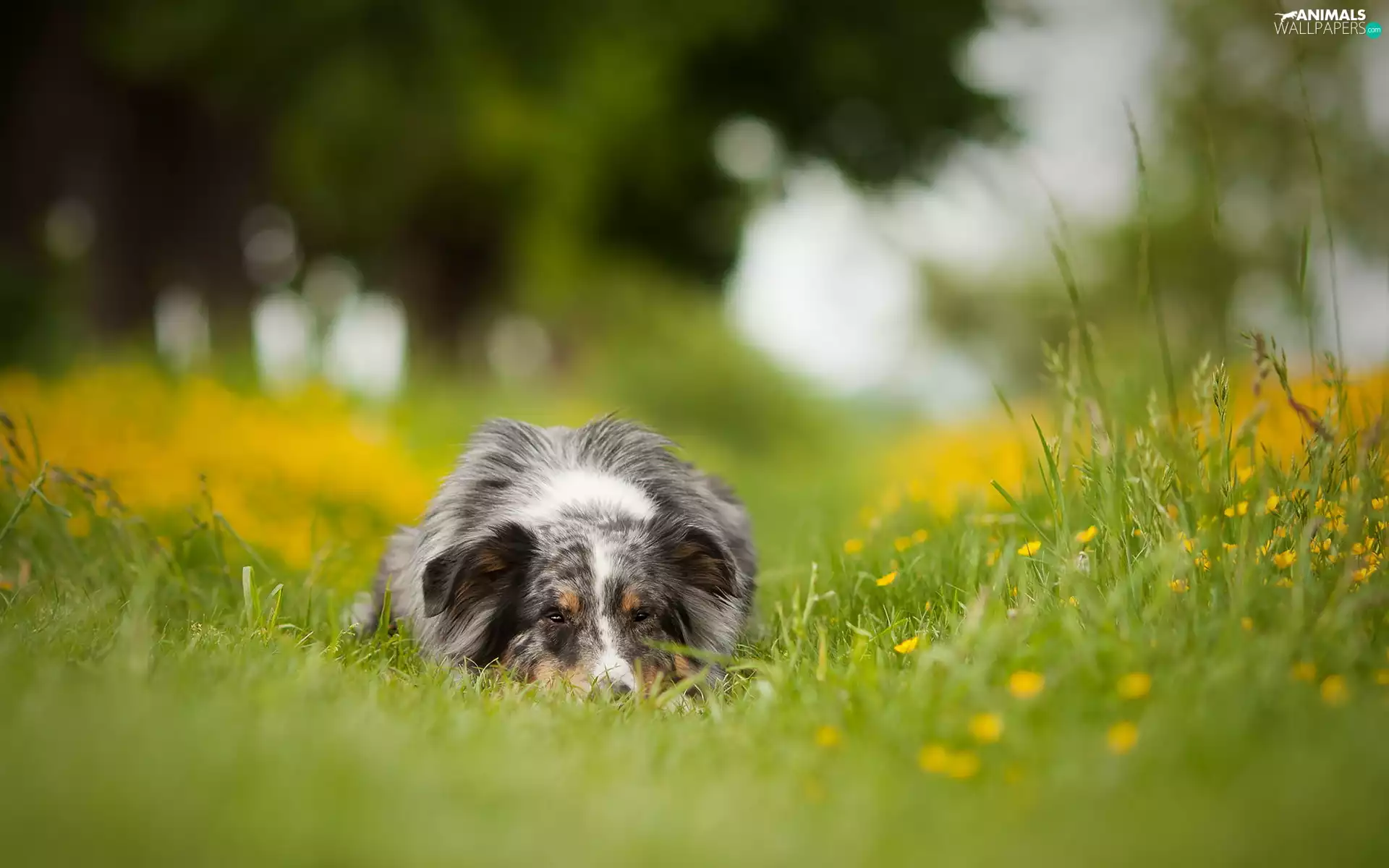Australian Shepherd, grass, Flowers, Meadow