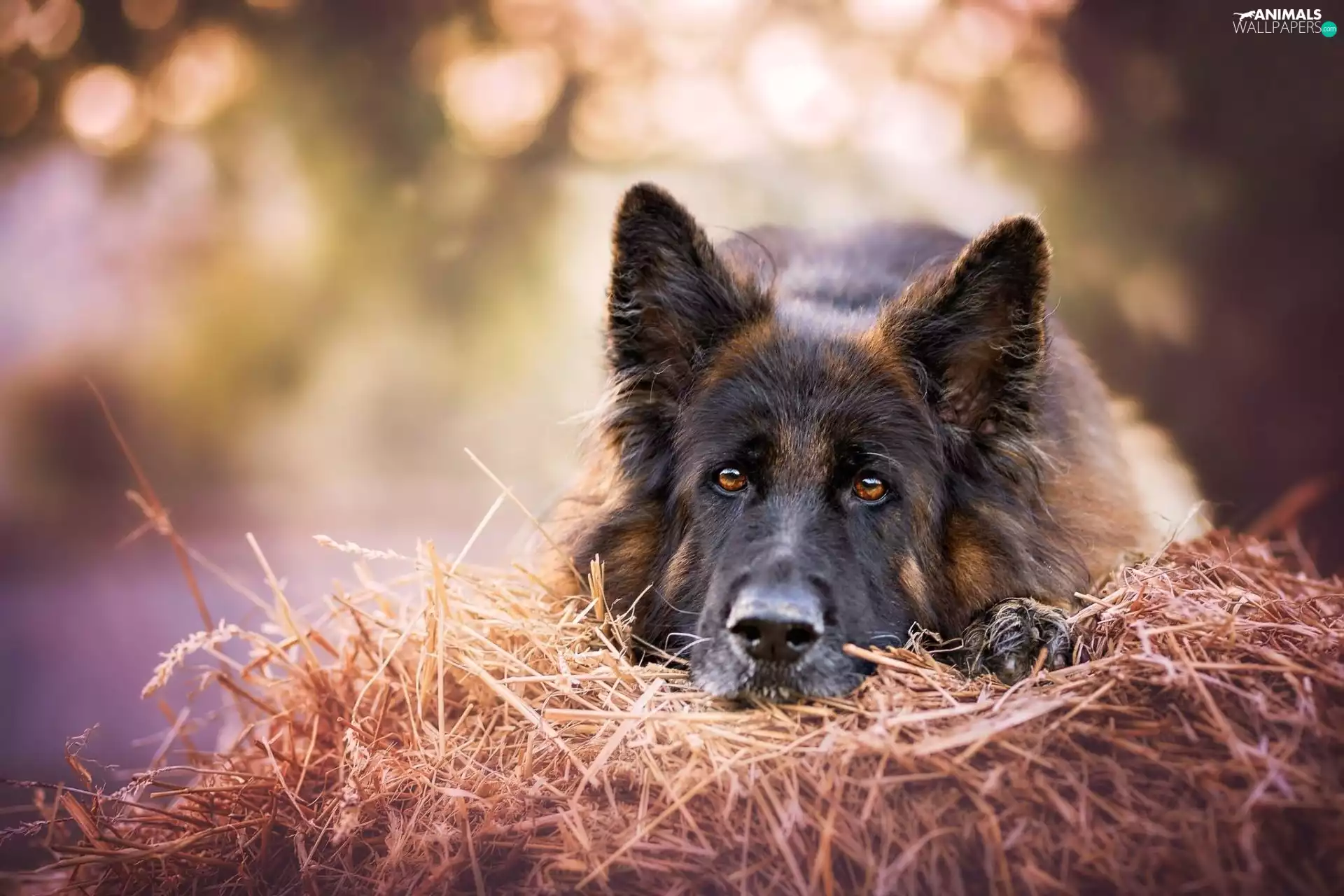 Hay, dog, German Shepherd
