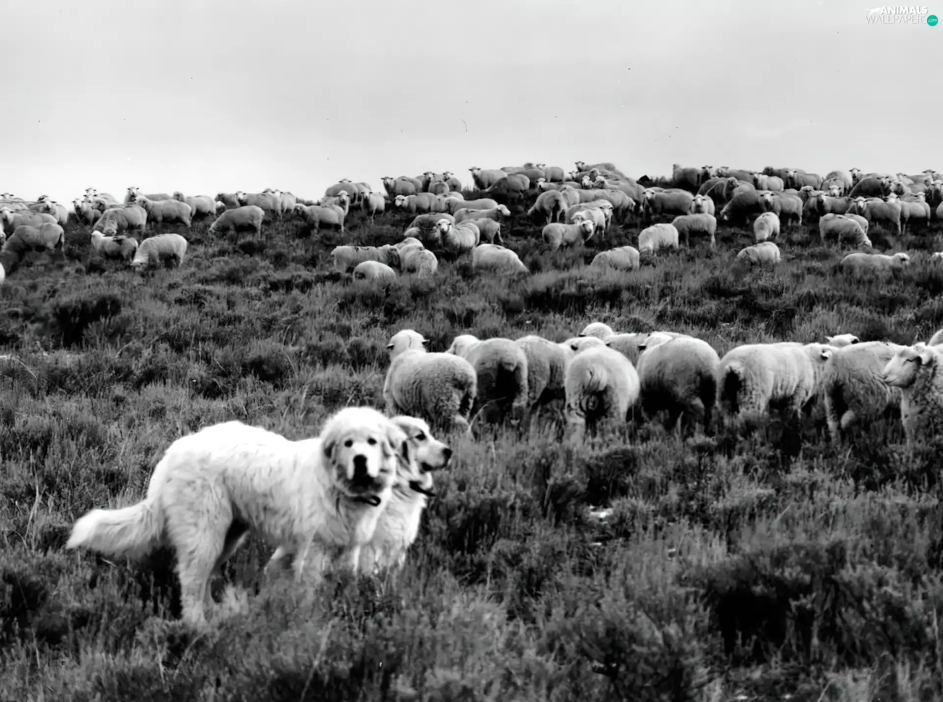 Sheep, Shepherd Hungarian Kuvasz, herd