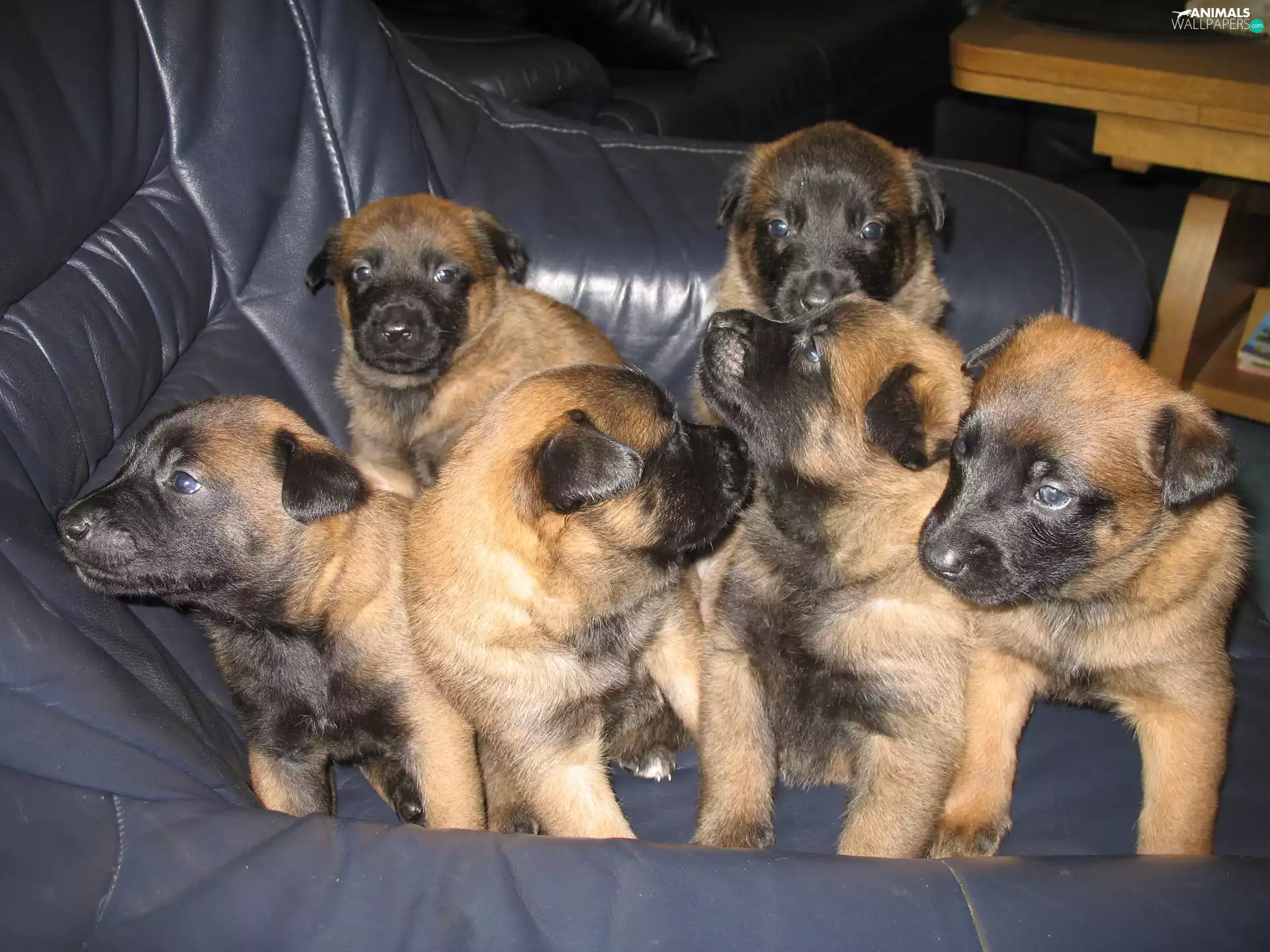 Belgian Shepherd Malinois, six, puppies