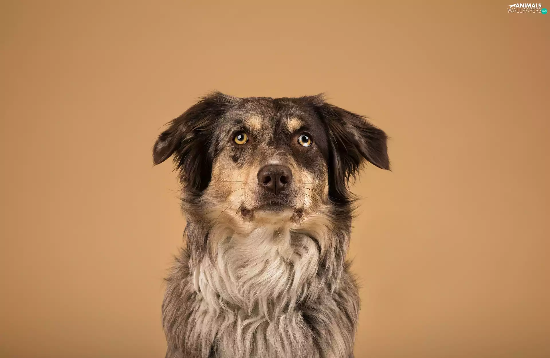 muzzle, dog, Australian Shepherd