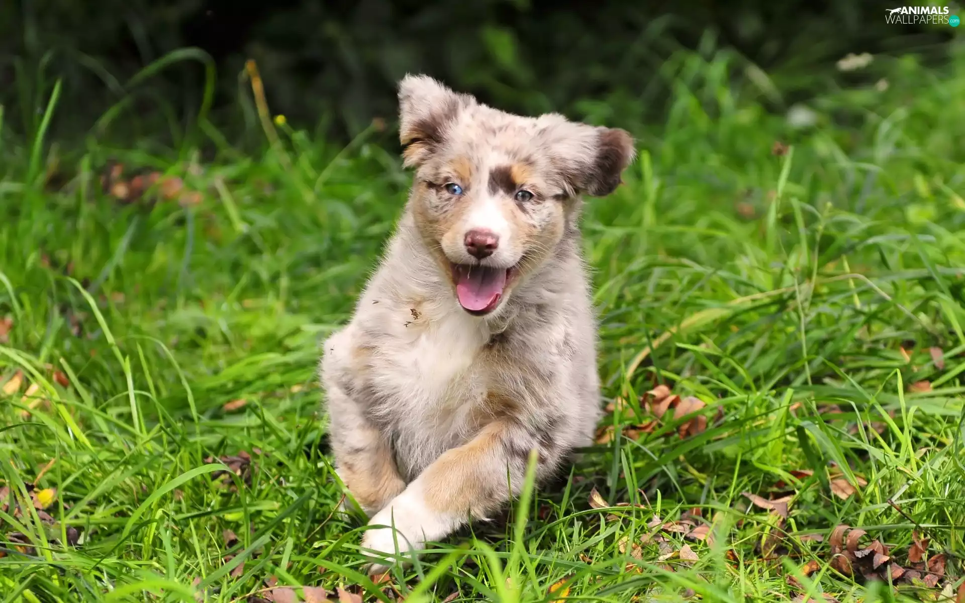 Australian Shepherd, Puppy, Australian Shepherd