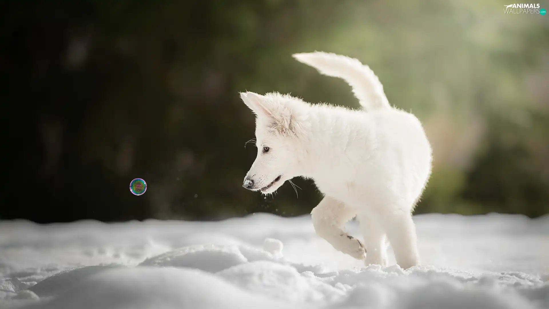 dog, White Swiss Shepherd, bubble, Puppy
