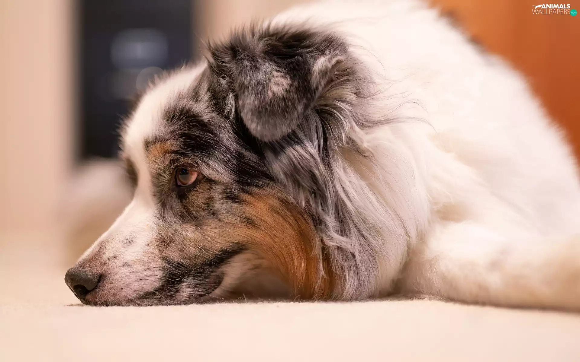rapprochement, dog, Australian Shepherd