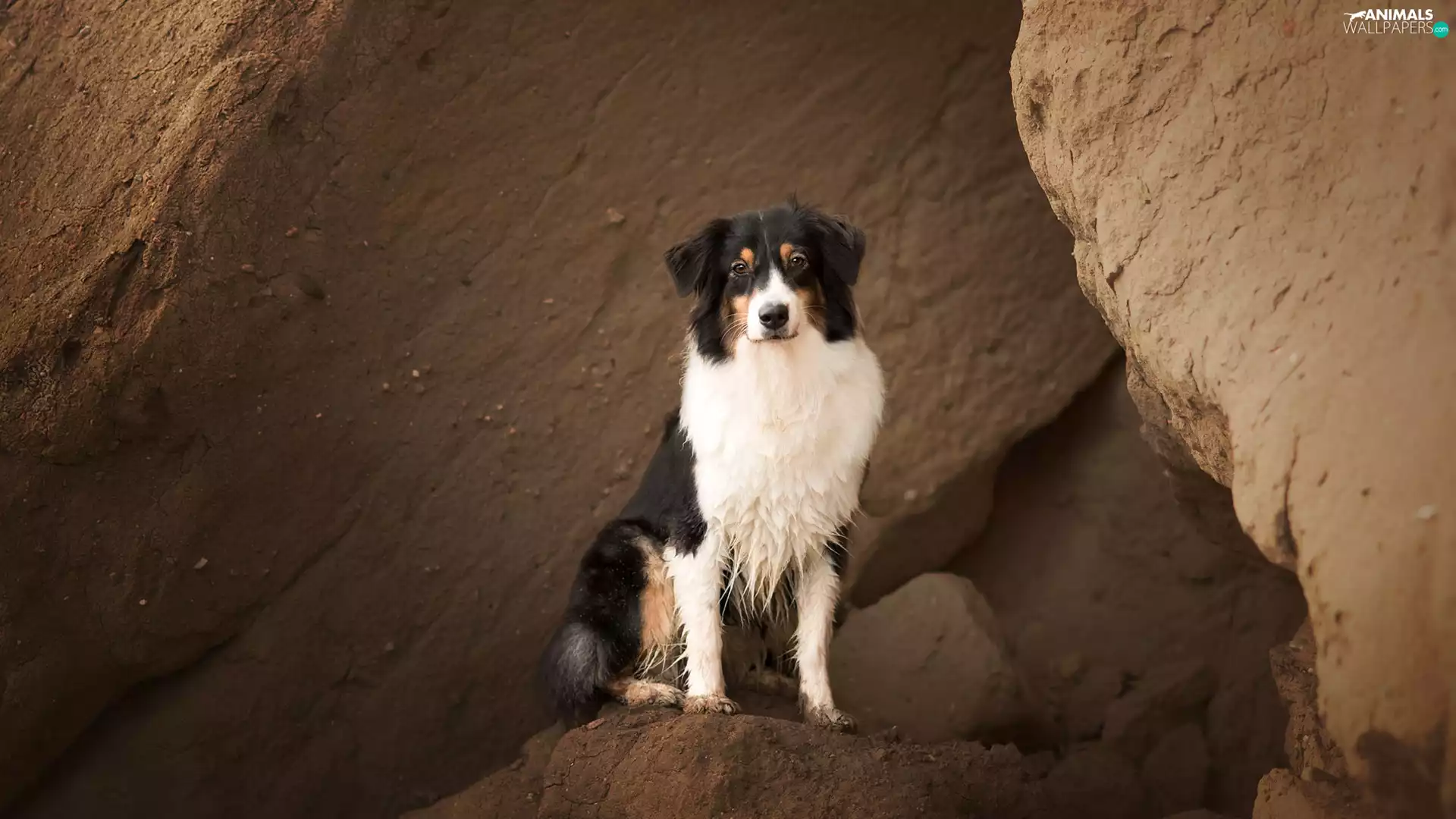 rocks, dog, Australian Shepherd